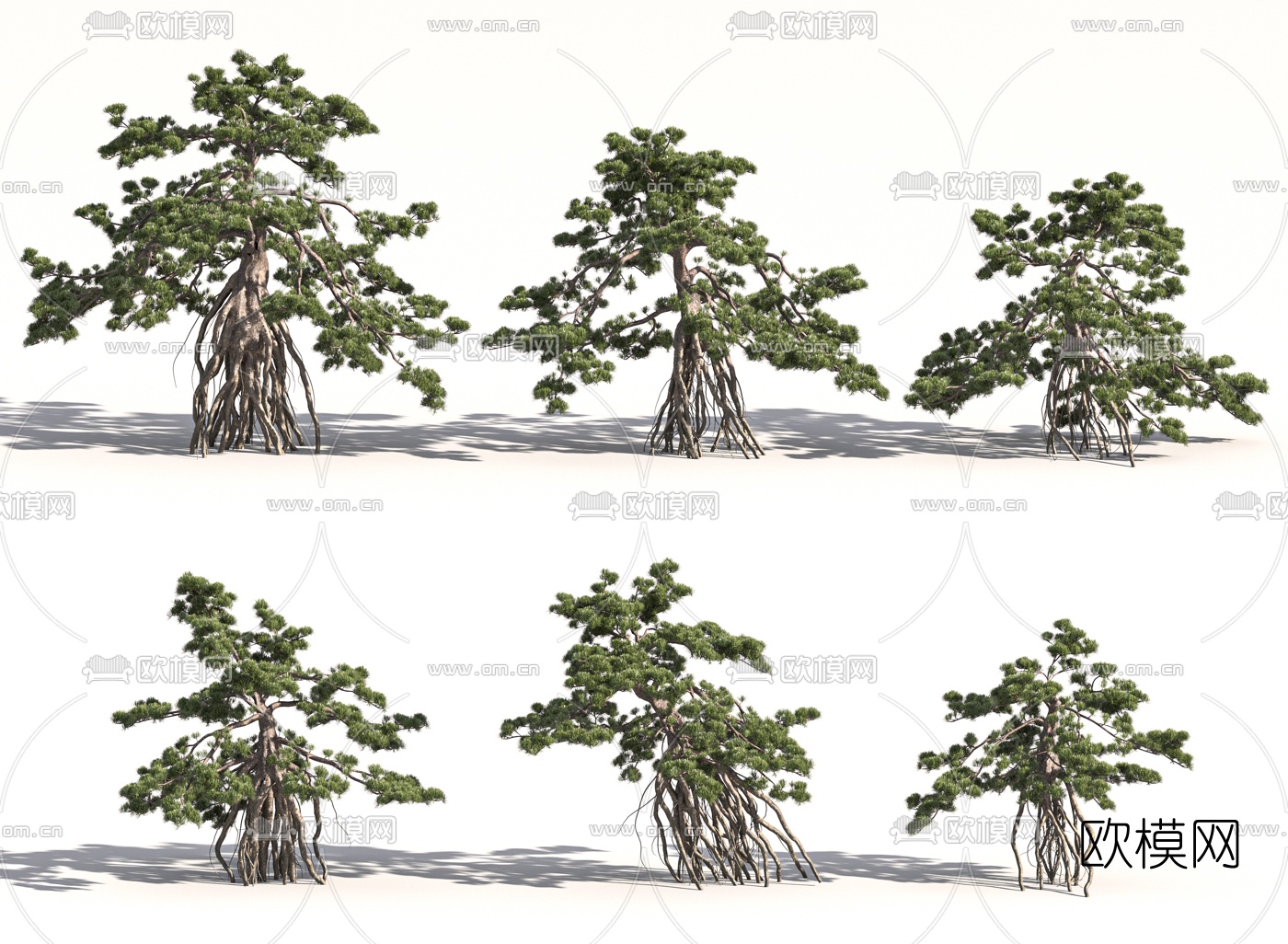 现代罗汉松景观树3d模型下载
