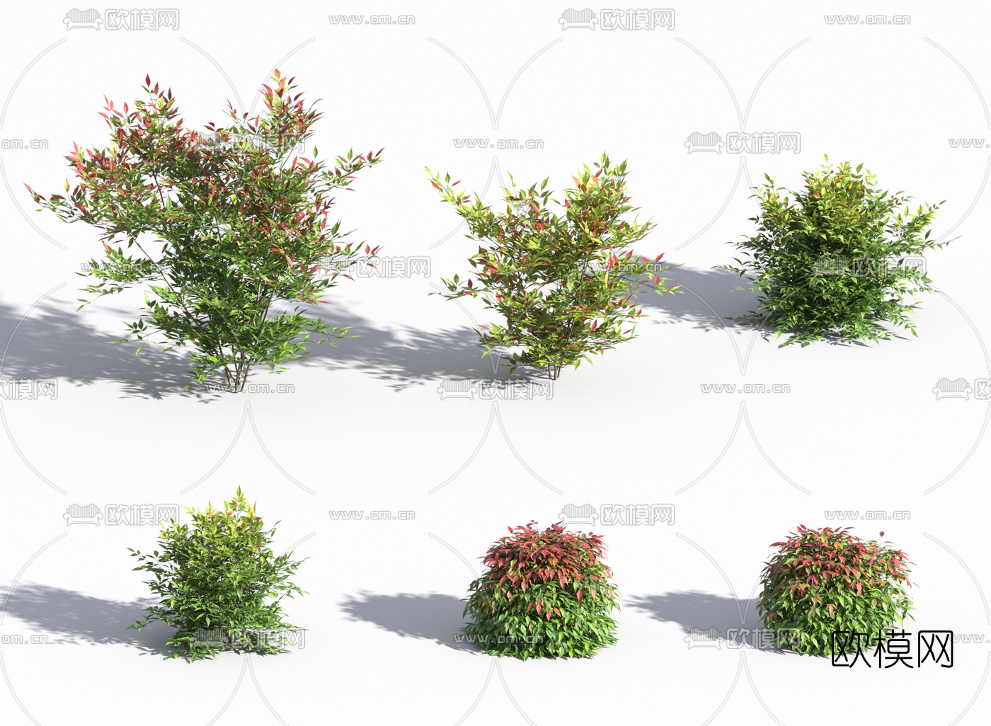 现代南天竺灌木植物3d模型