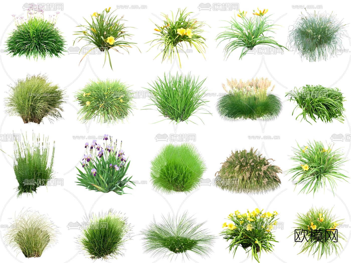 现代2d花草植物su模型下载（渲染图1）
