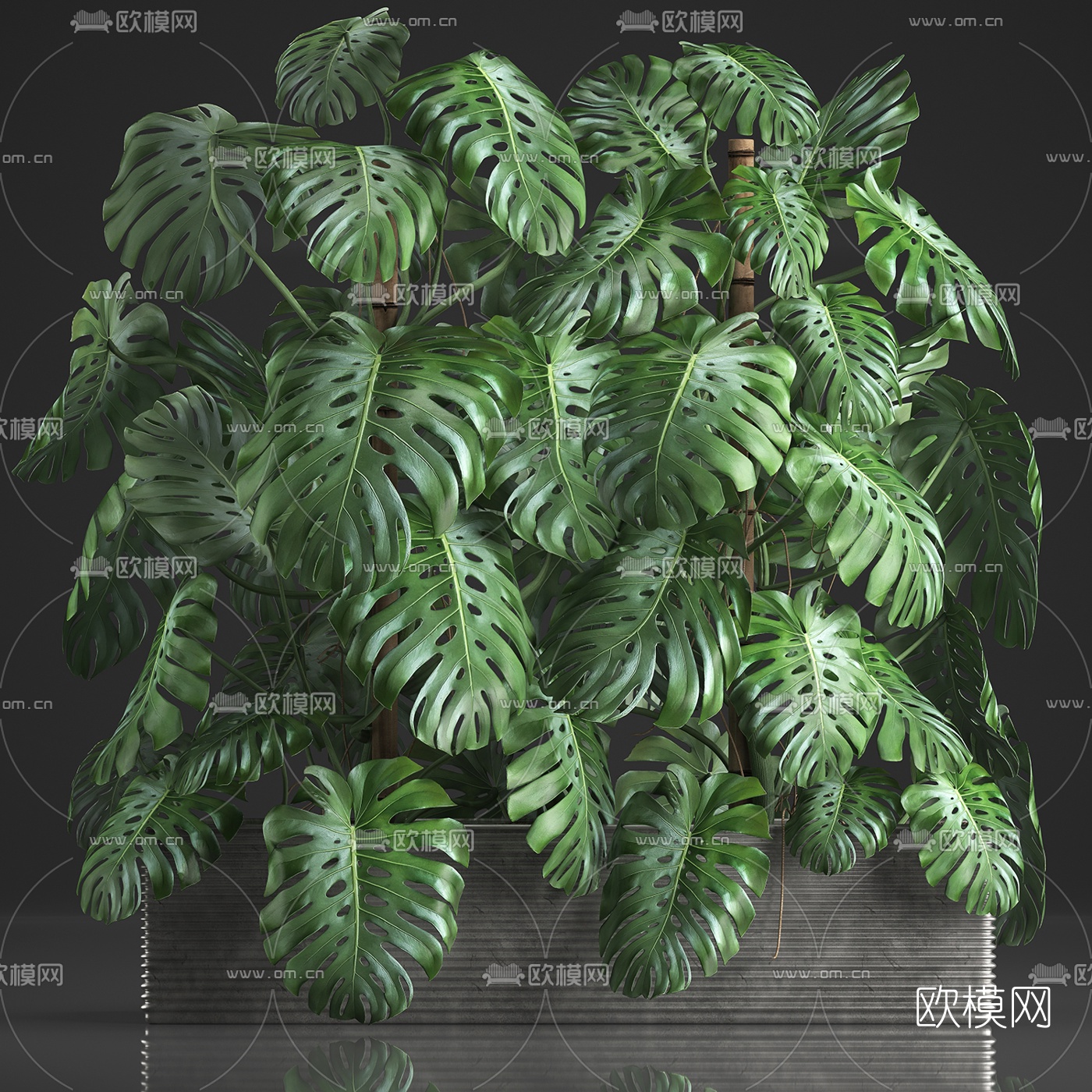 现代龟背竹盆栽3d模型