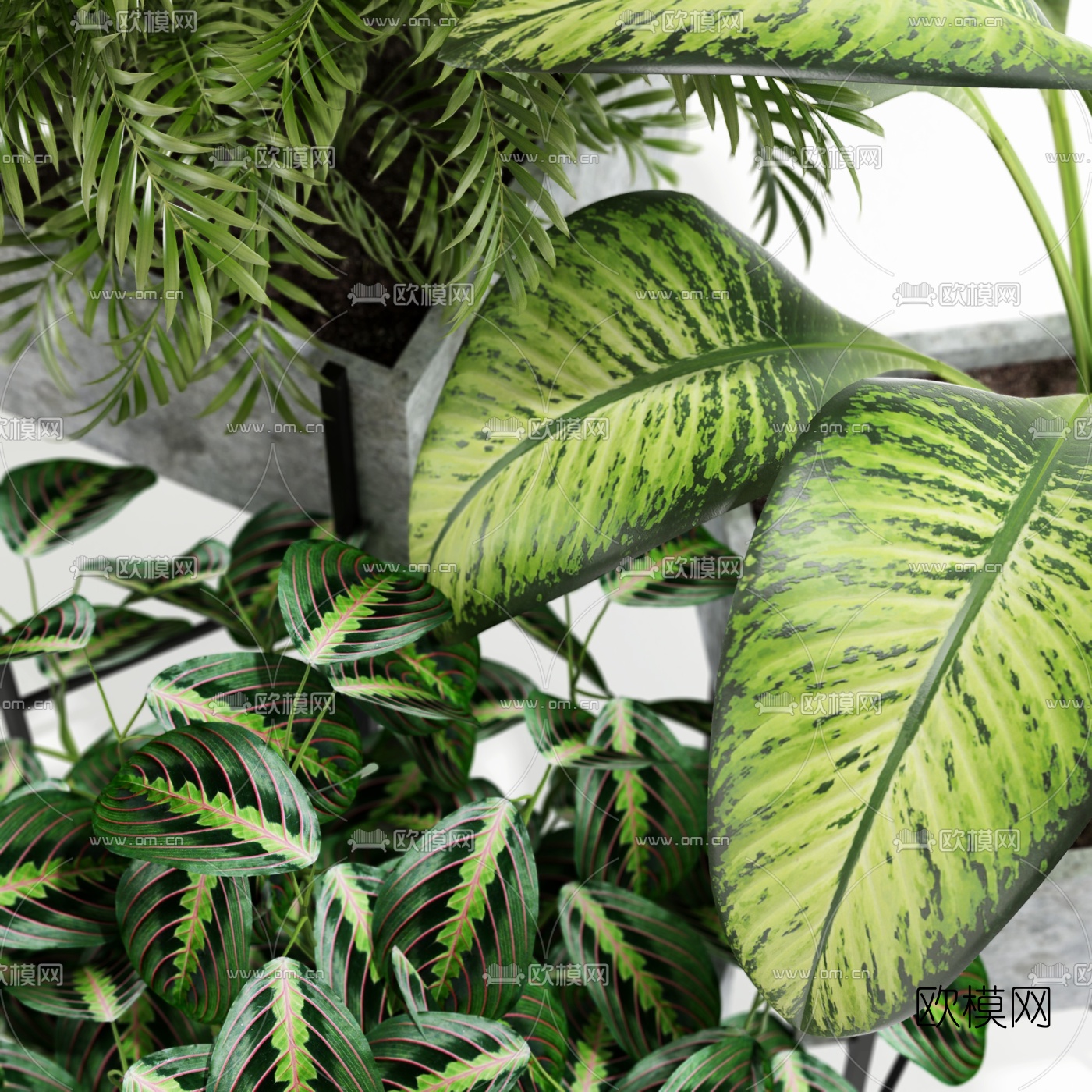 现代绿植盆栽3d模型下载（渲染图6）