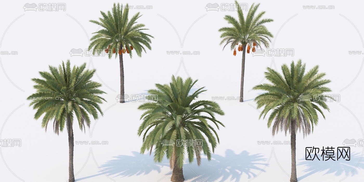 现代棕榈树椰子树3d模型下载