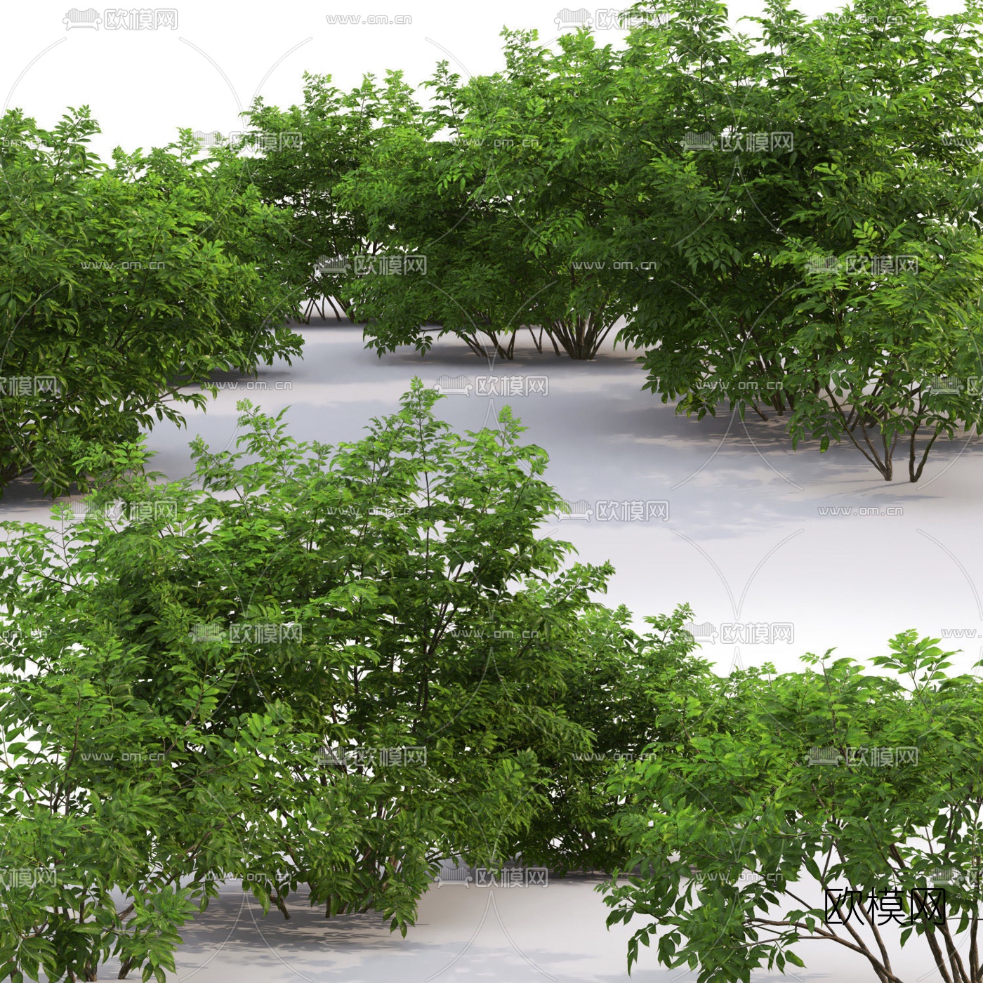 现代绿植灌木3d模型下载（渲染图2）