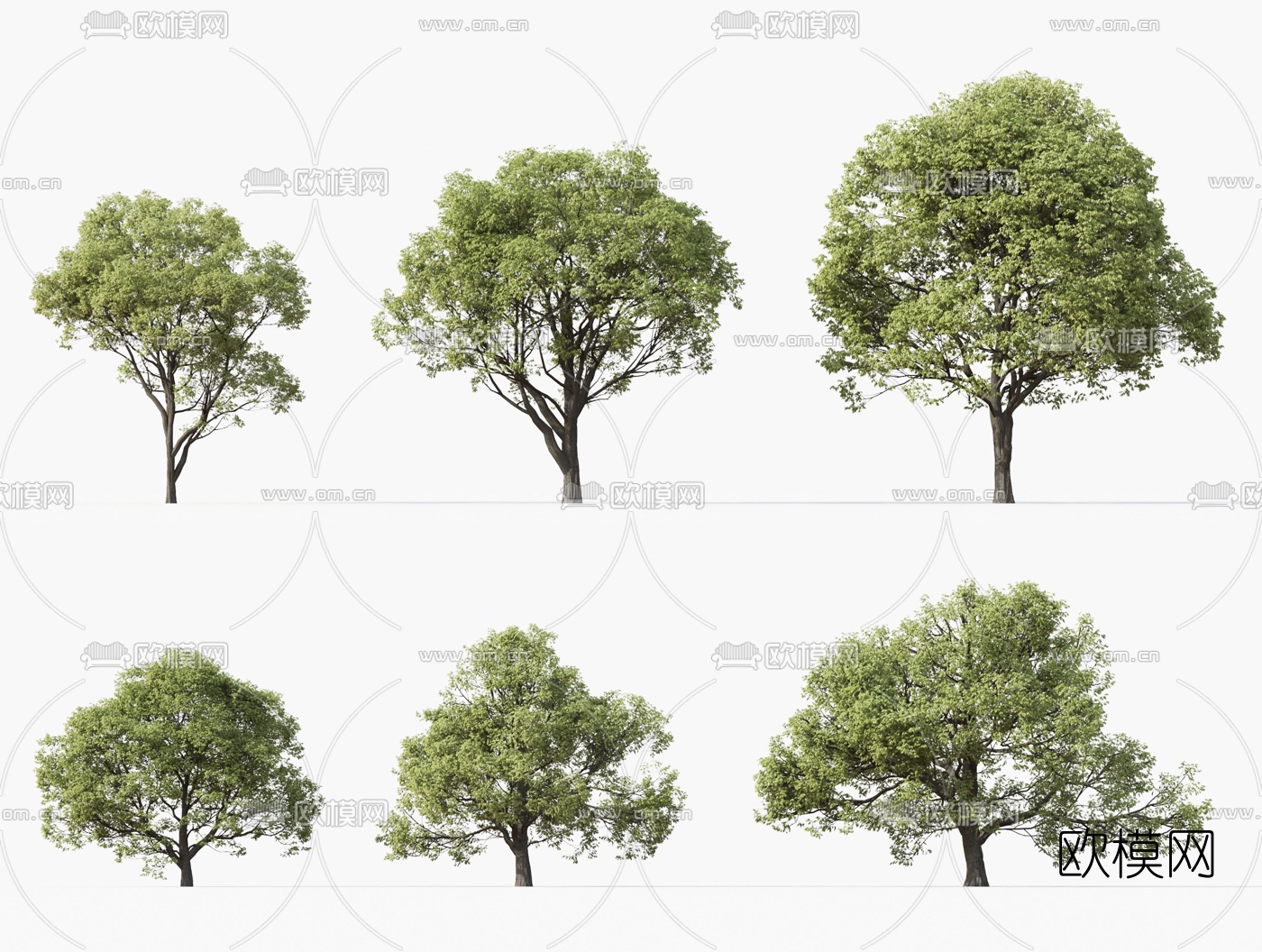 现代南欧朴景观树3d模型下载