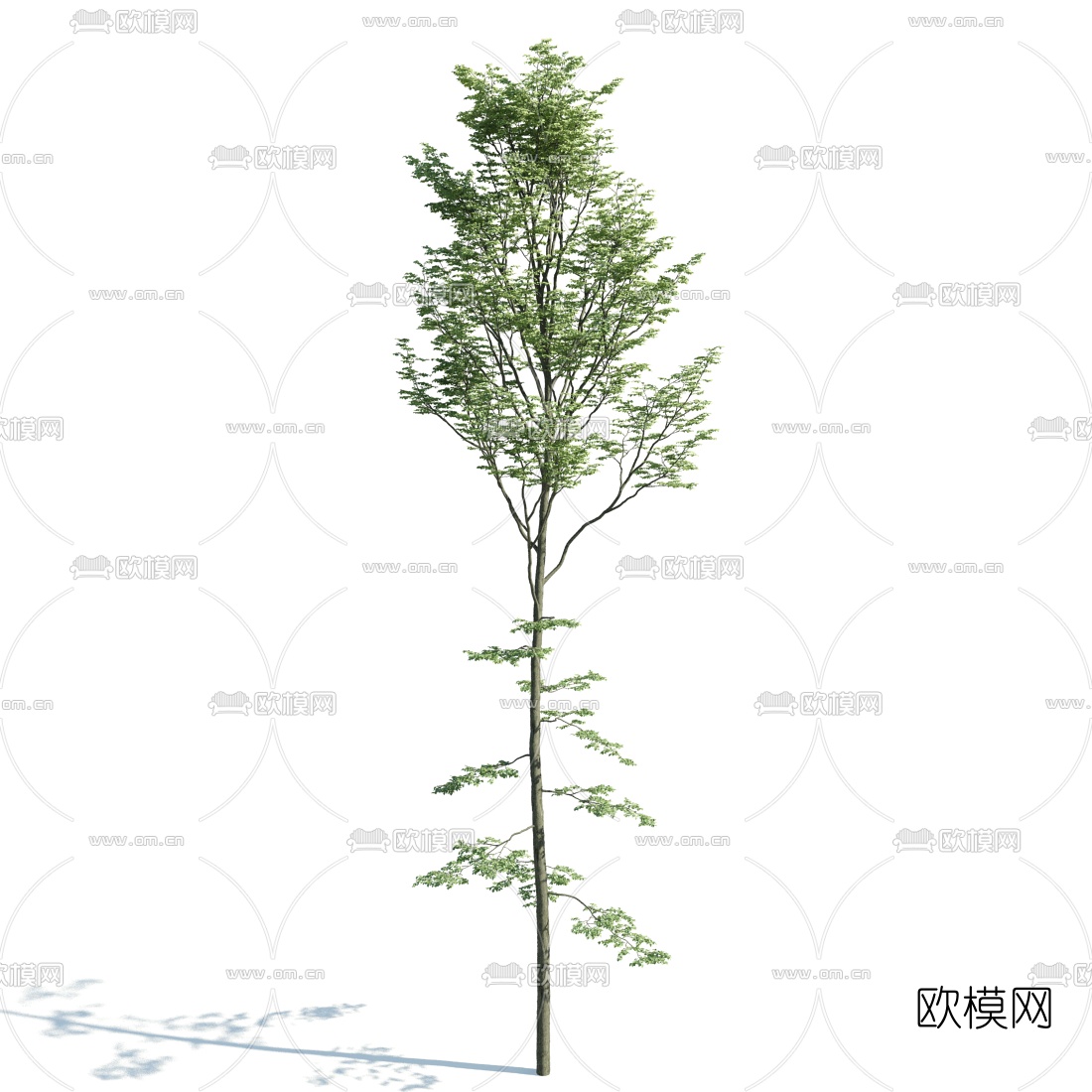 现代景观树3d模型