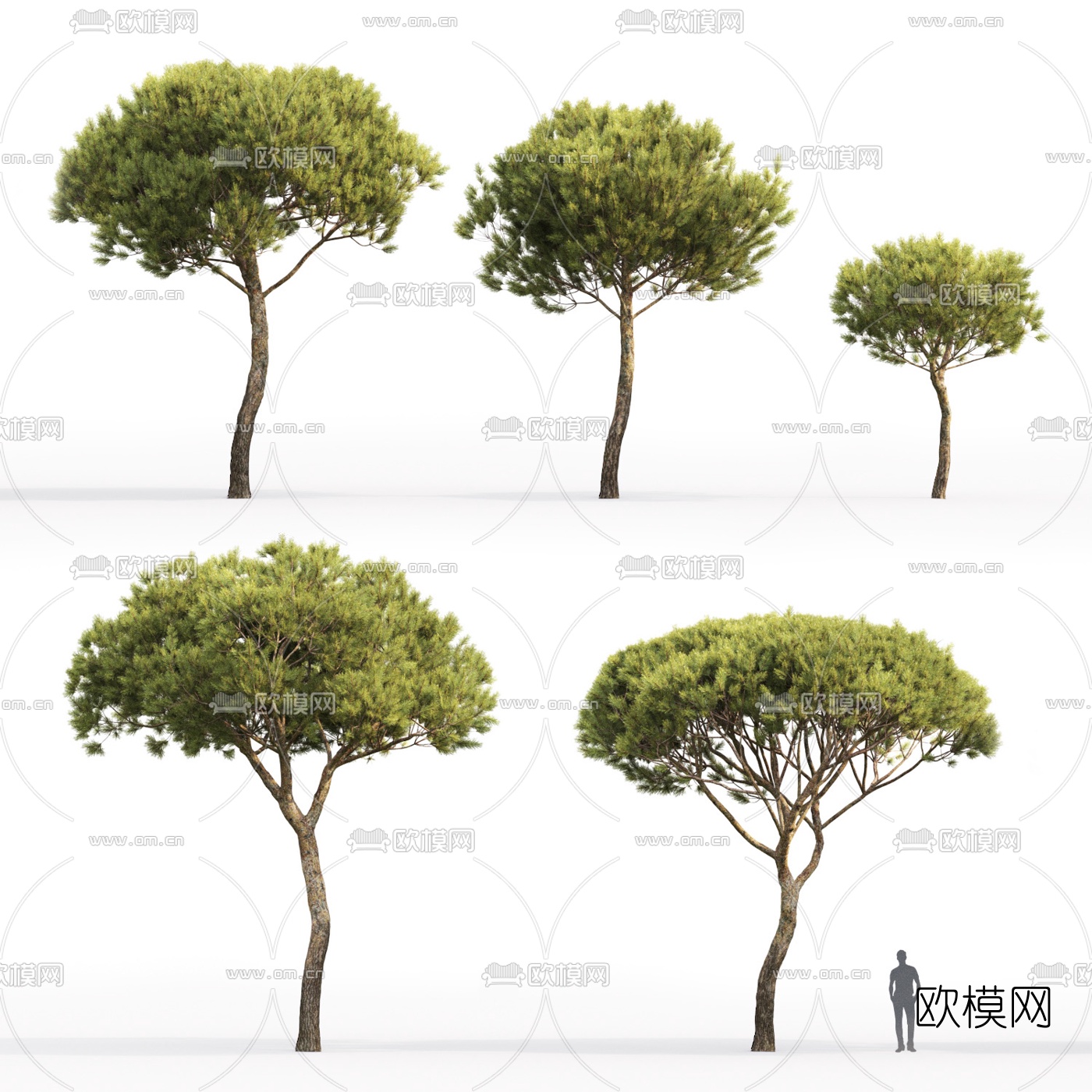 现代松树3d模型下载（渲染图1）