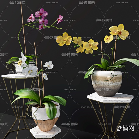 现代兰花盆栽3d模型下载(渲染图2)