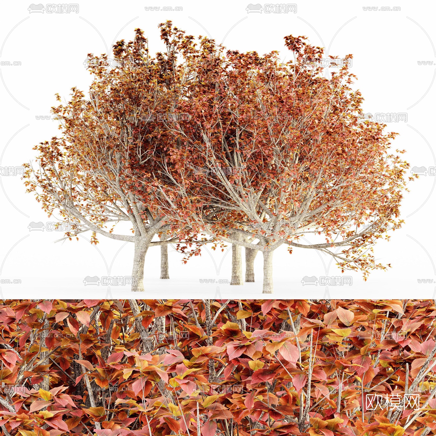现代枫树景观树3d模型