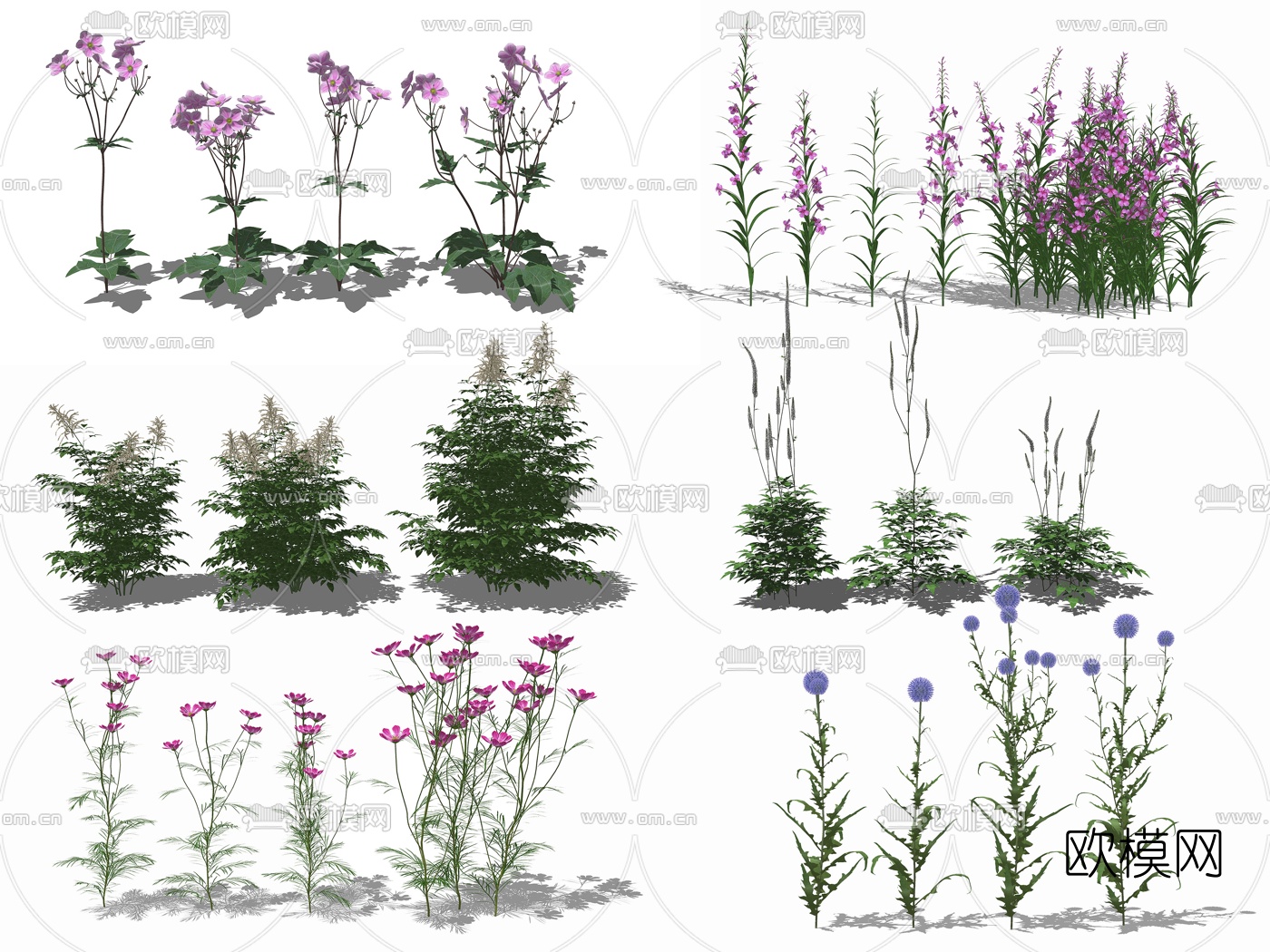 现代波斯菊蓝刺头柳兰su模型下载
