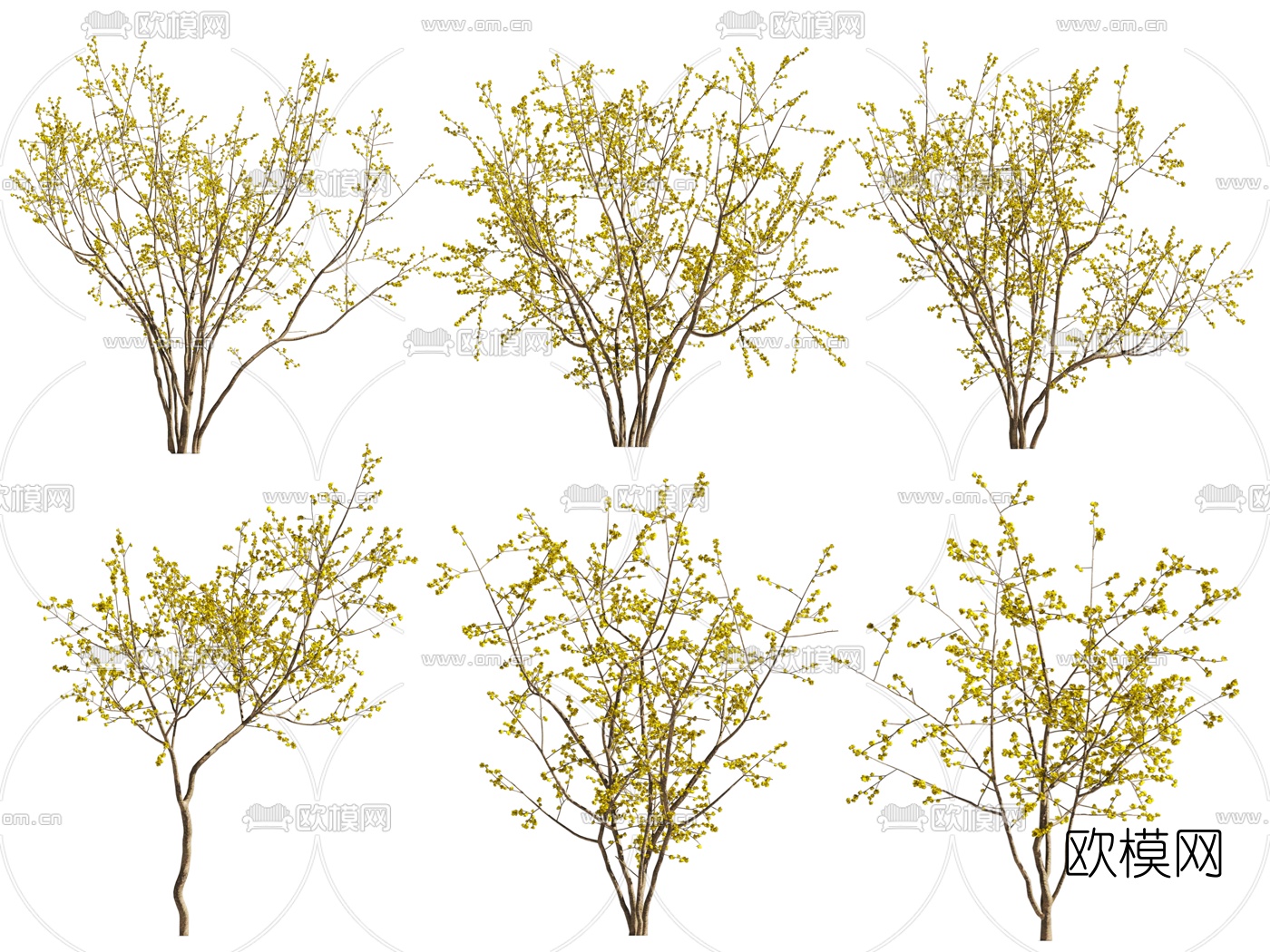 现代腊梅景观树3d模型下载（渲染图1）