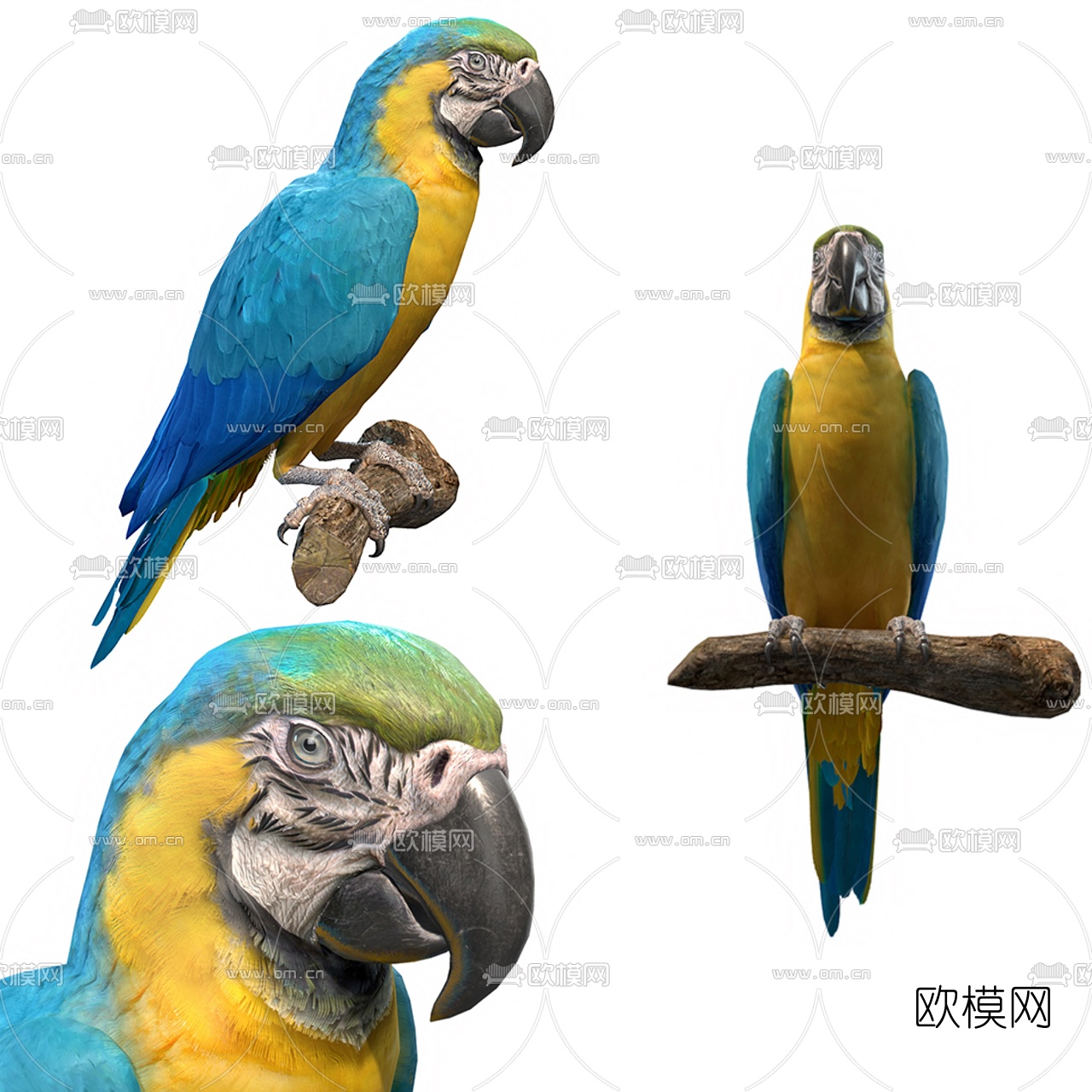 现代鹦鹉3d模型