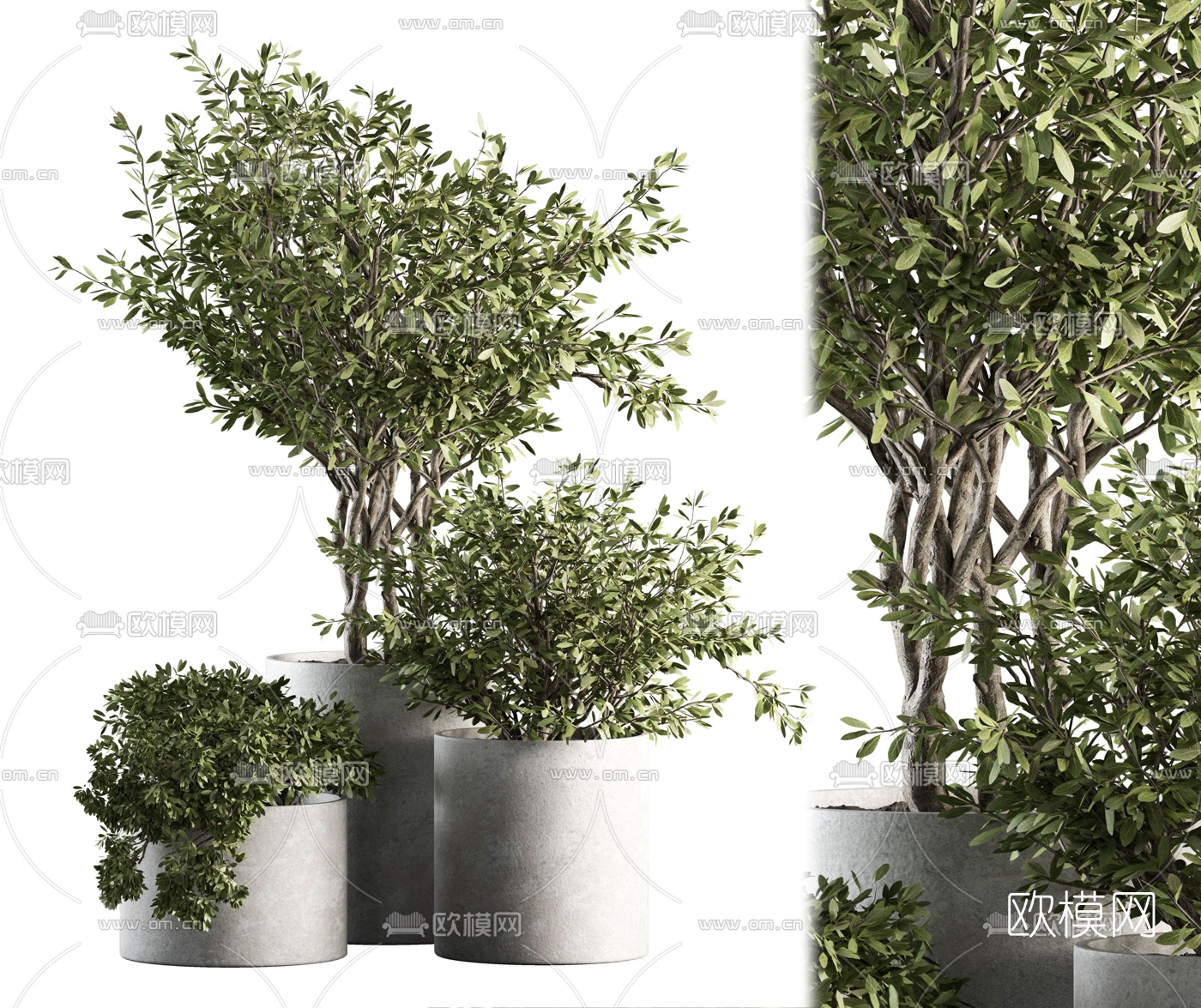 现代绿植盆栽3d模型下载（渲染图1）