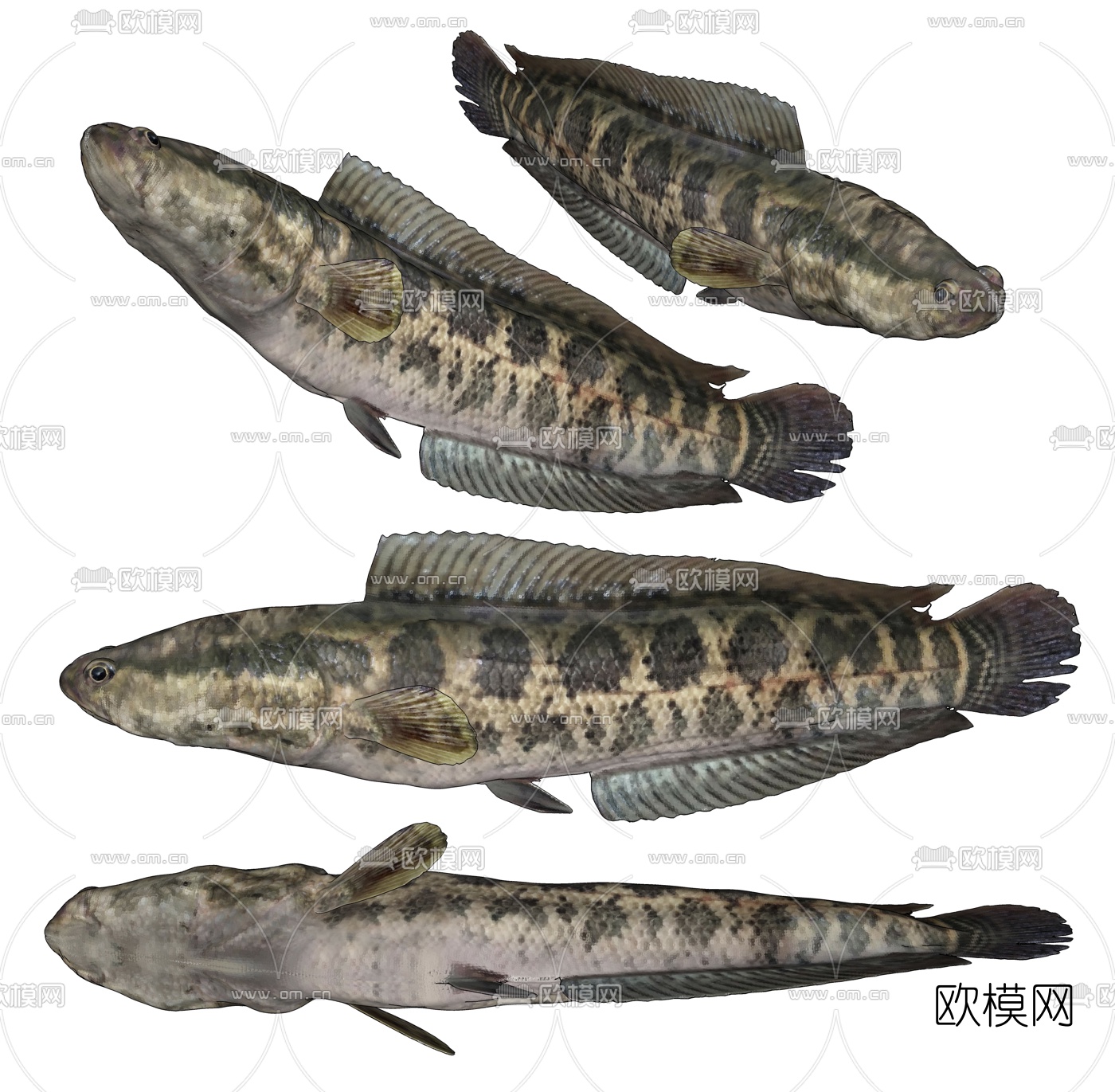 现代黑鱼生鱼su模型下载