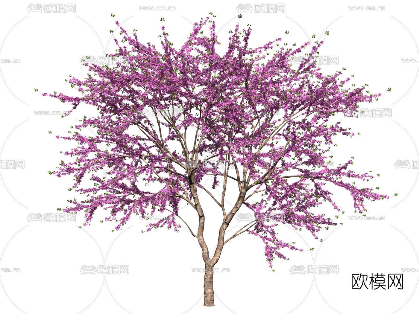现代紫荆花植物3d模型下载（渲染图2）