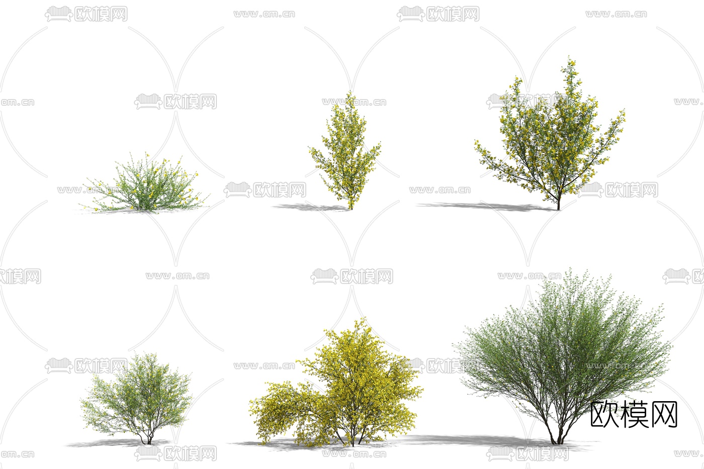 现代金雀花灌木3d模型