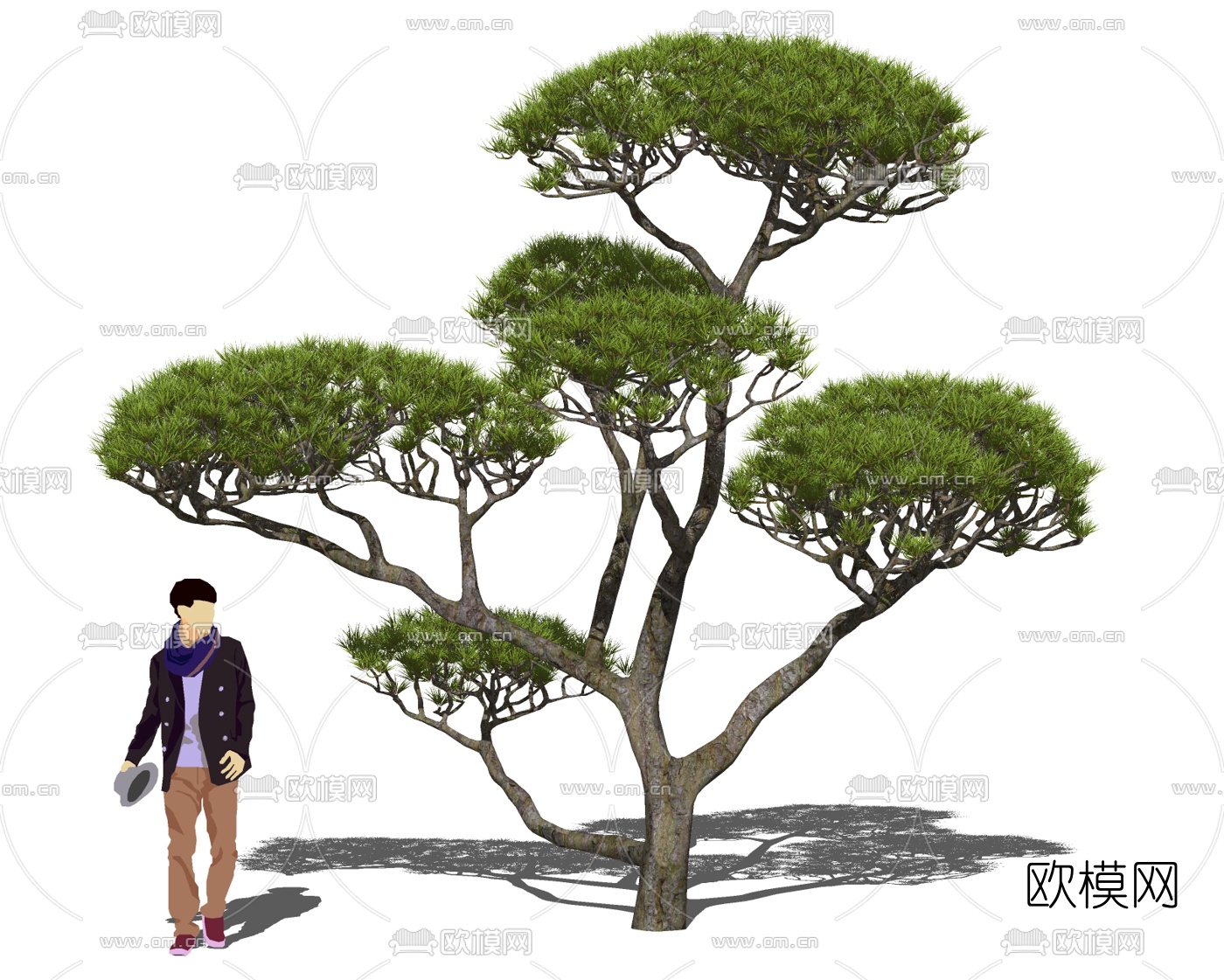 中式松树迎客松景观树su模型下载