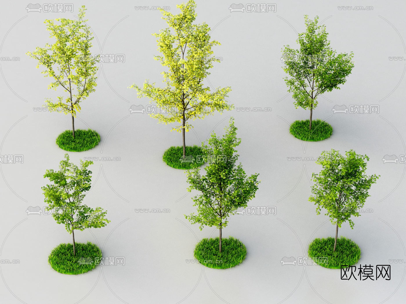 现代行道树景观树3d模型