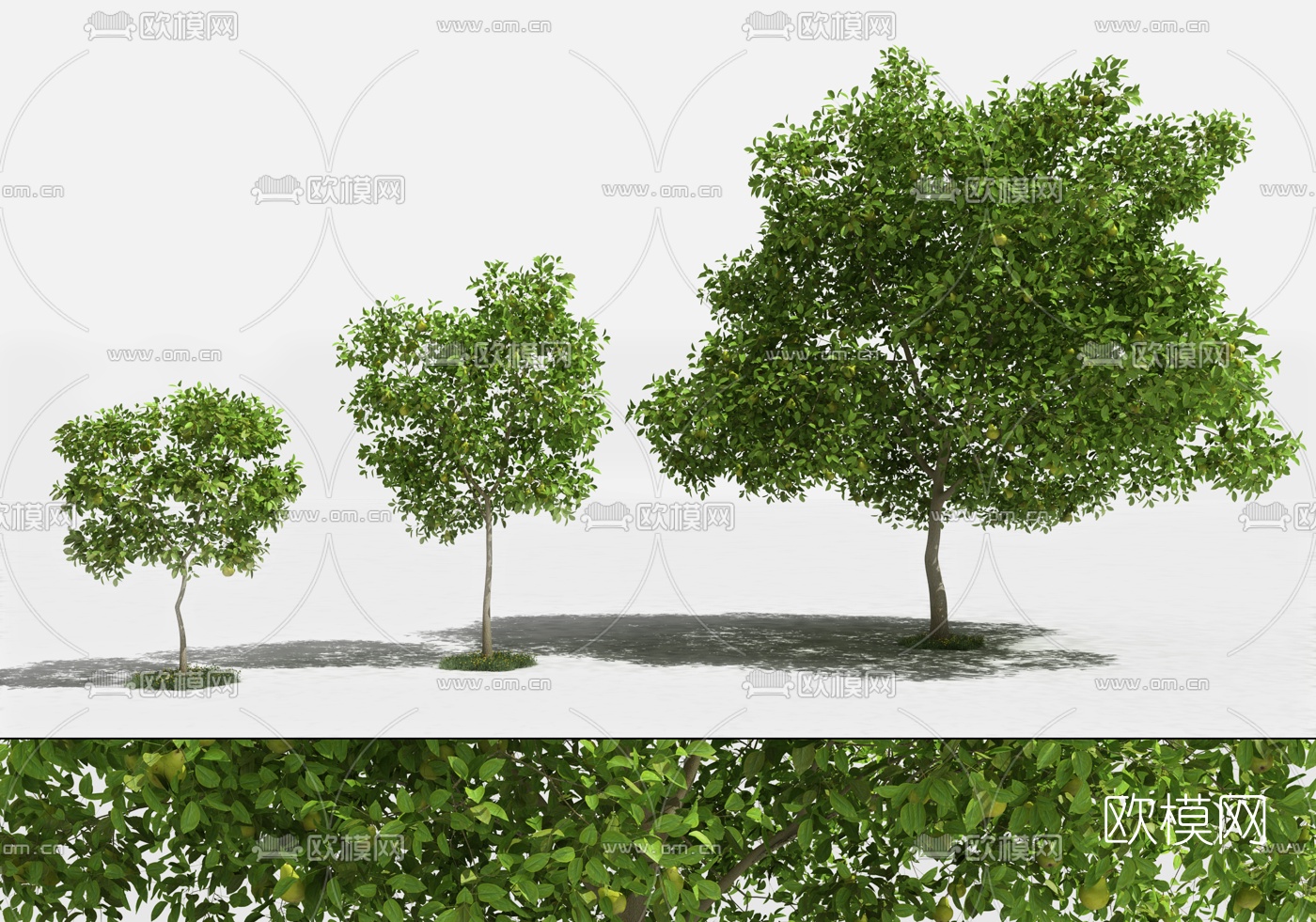 现代梨树果树3d模型