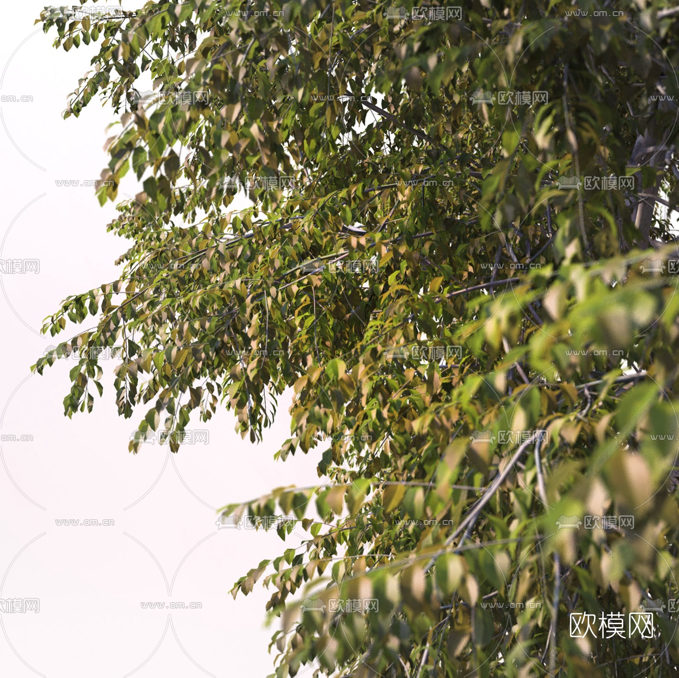 现代景观树行道树3d模型下载（渲染图2）