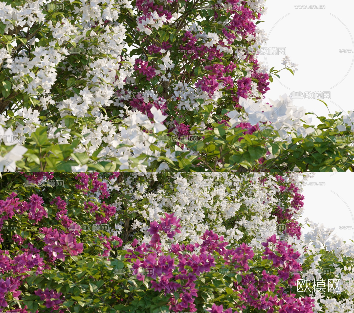 现代花草灌木丛3d模型下载（渲染图2）