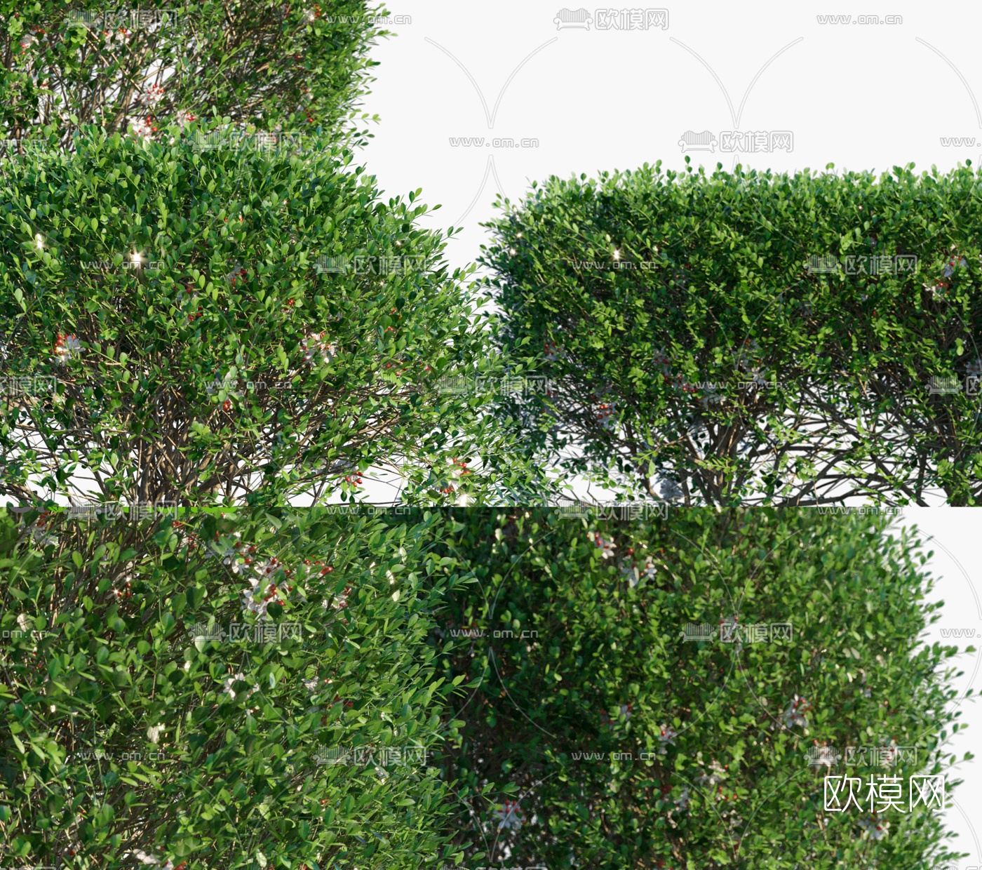 现代灌木绿篱3d模型下载（渲染图2）