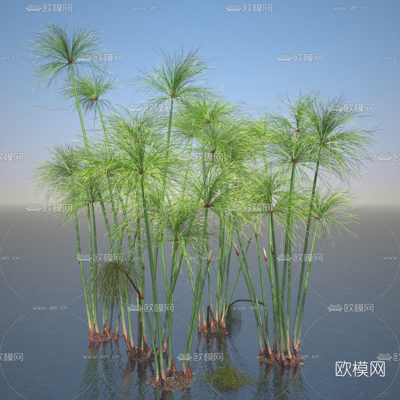 现代纸莎草水生植物3d模型下载（渲染图4）