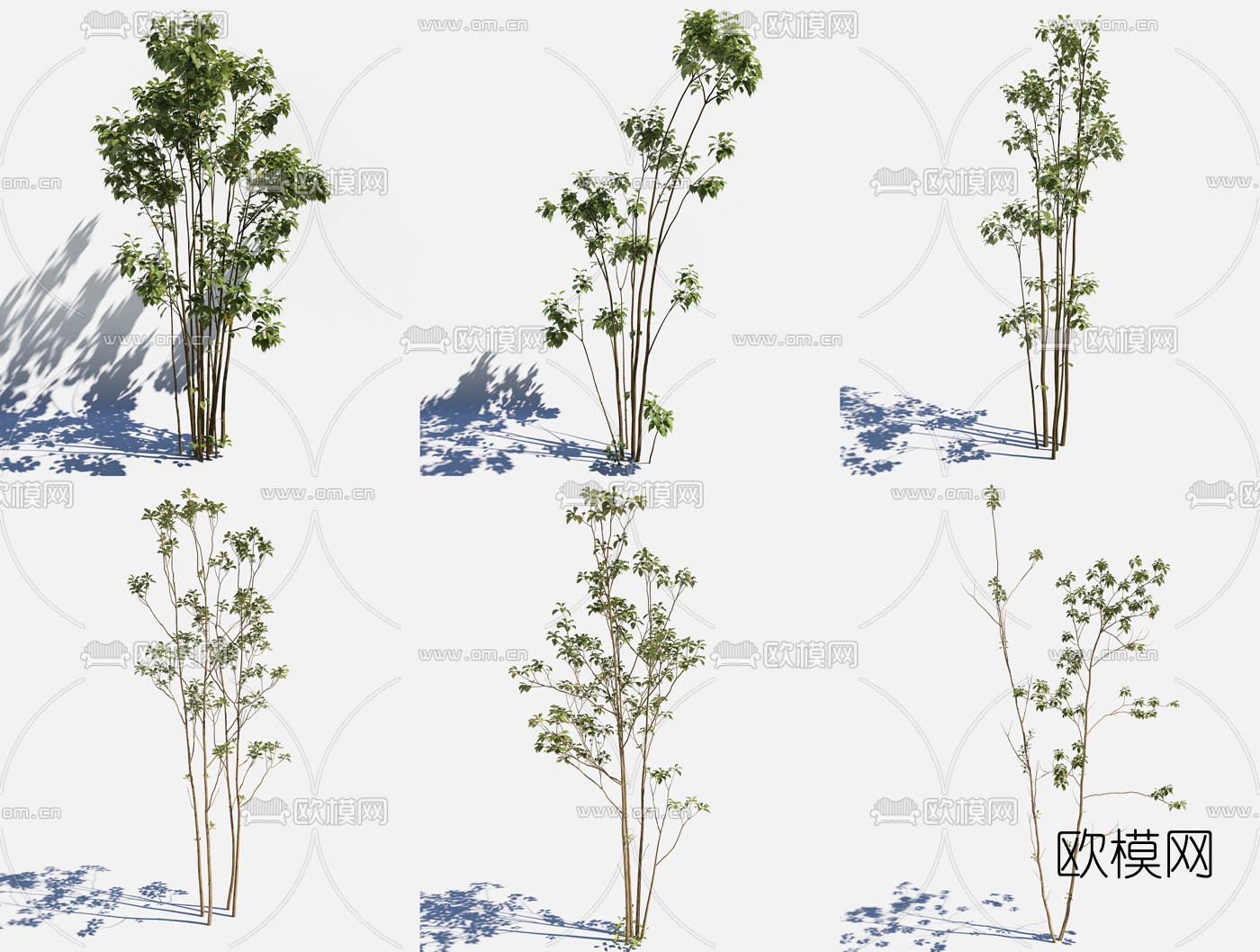 现代景观树3d模型