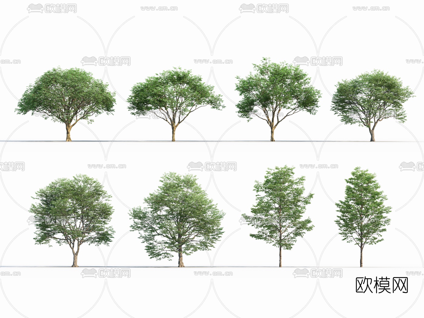 现代行道树景观树3d模型
