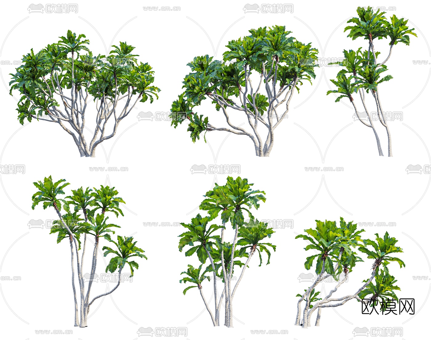 现代菲律宾榕树景观树3d模型下载