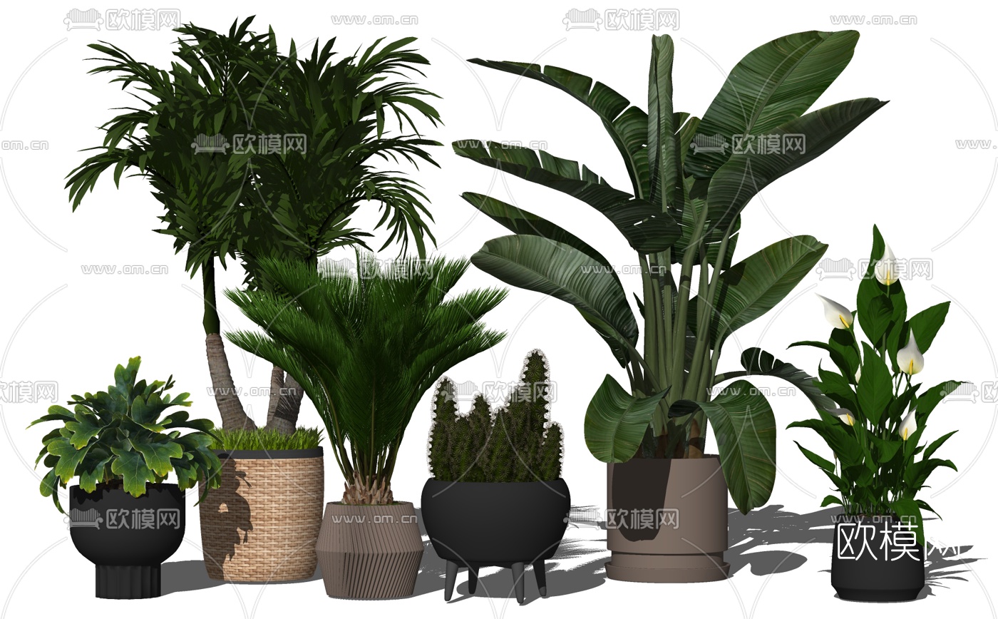 现代植物盆栽su模型