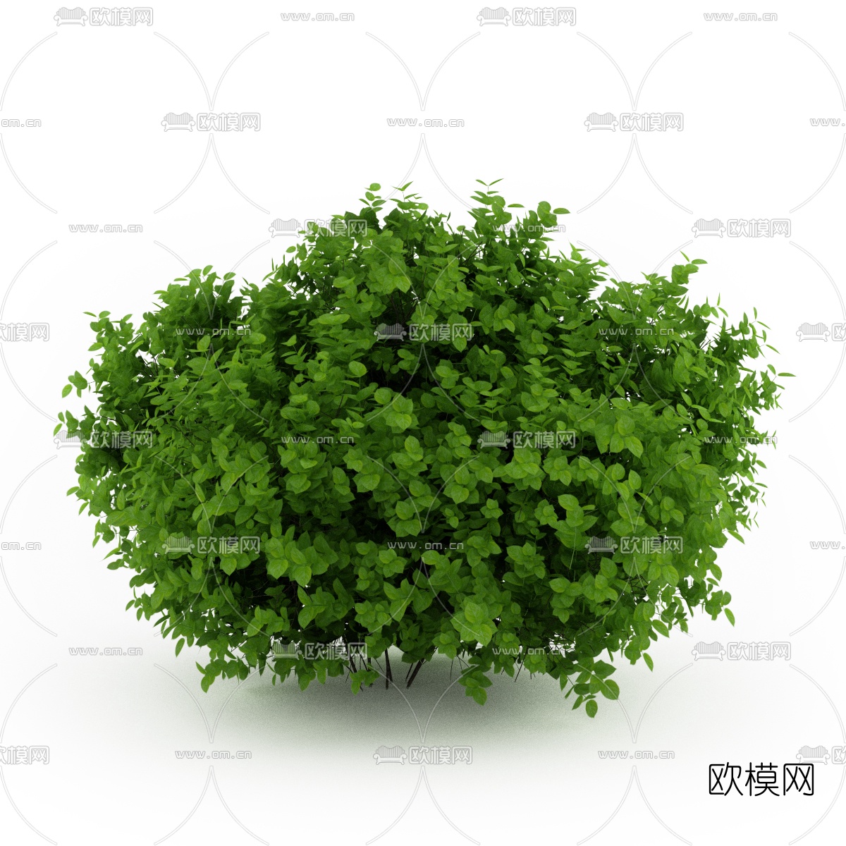 现代灌木3d模型