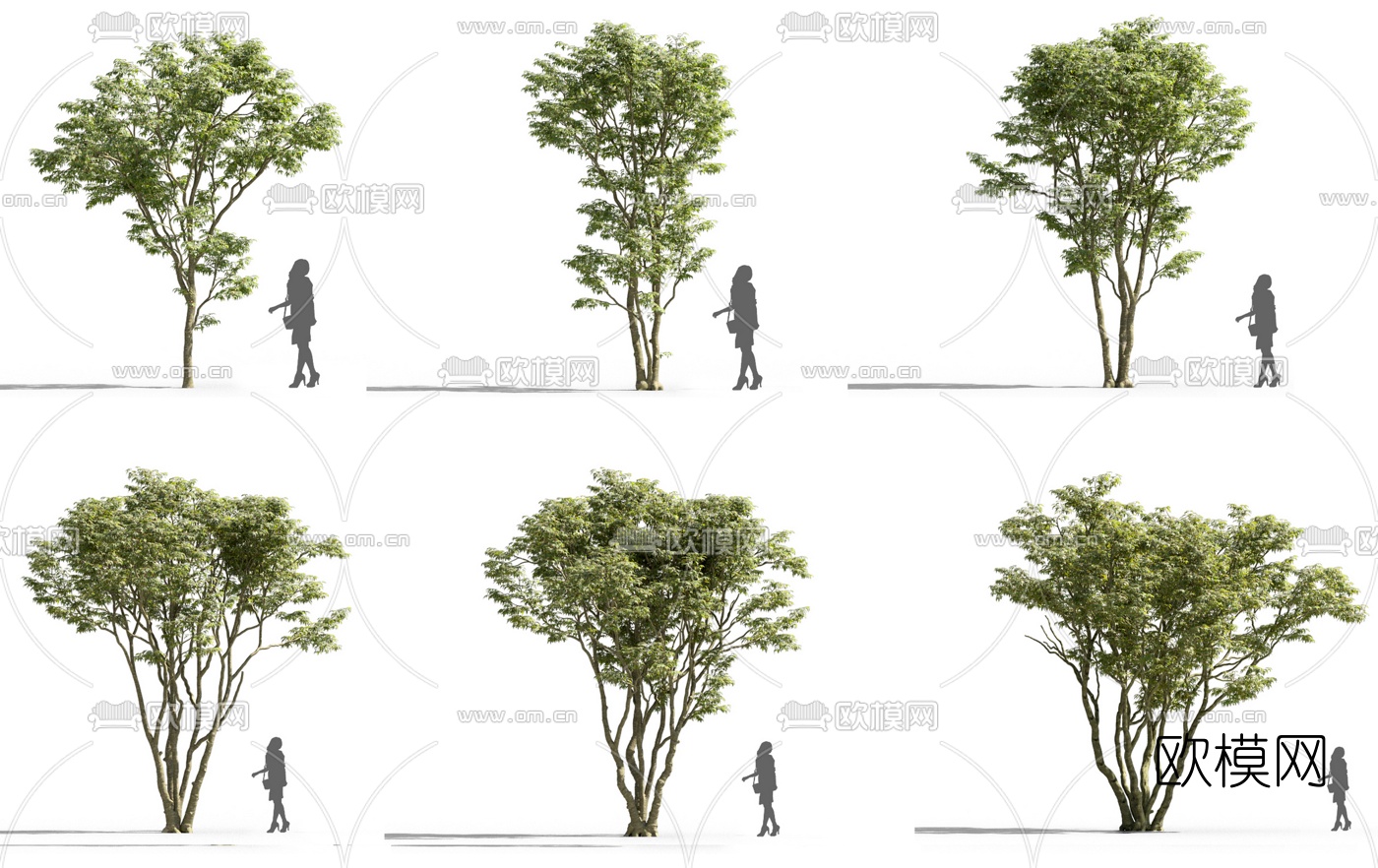 现代景观树行道树3d模型