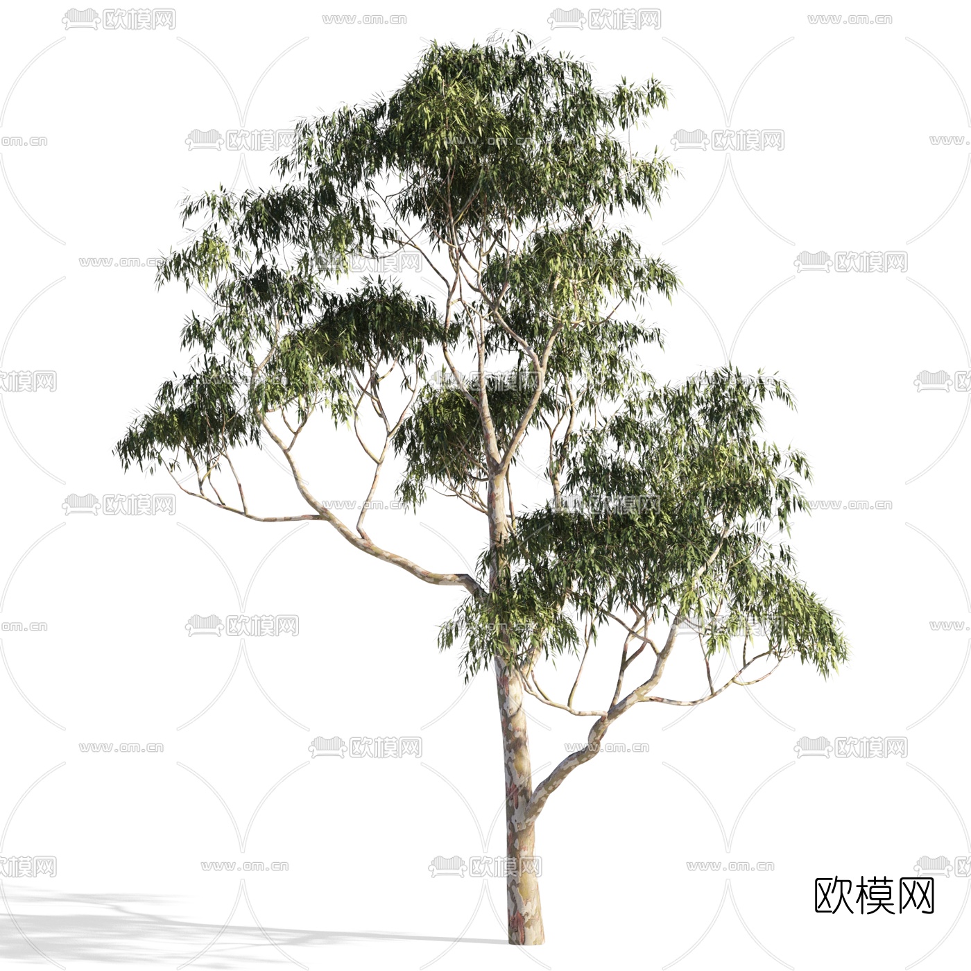 现代景观树3d模型