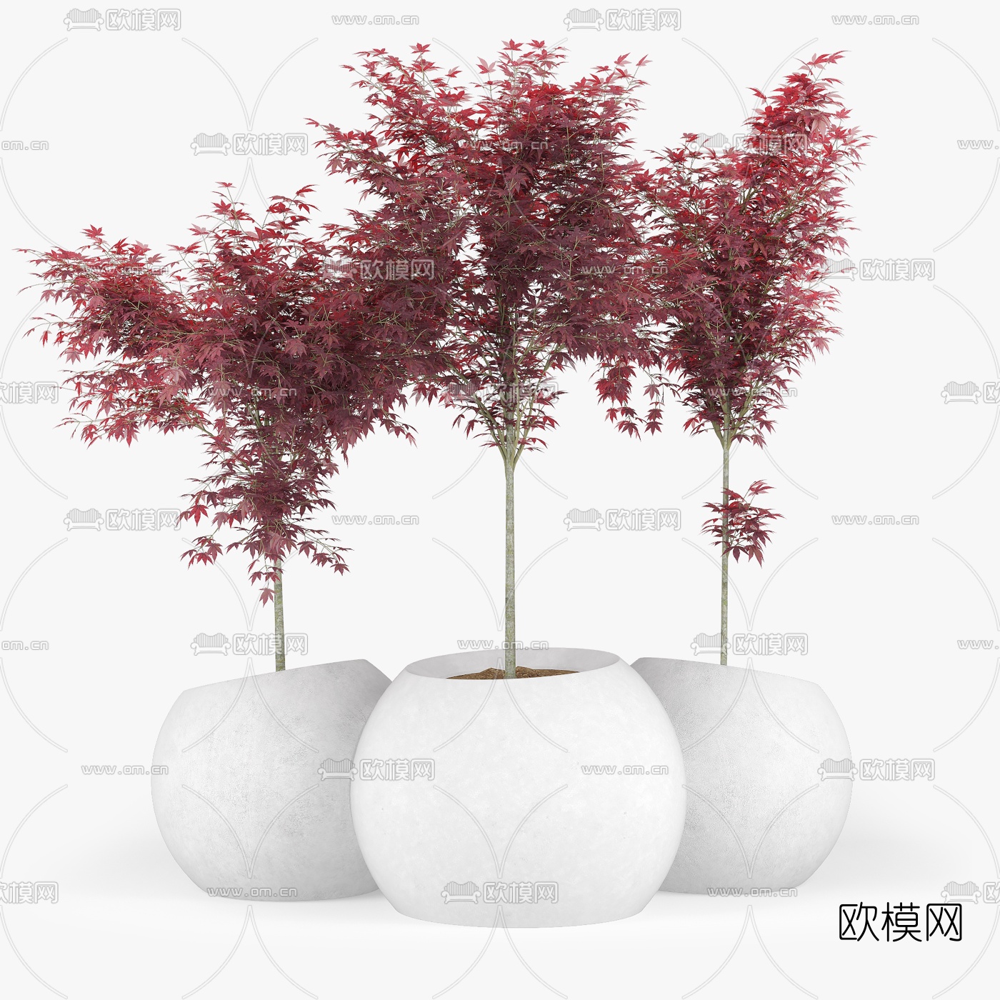 现代枫树盆栽植物3d模型