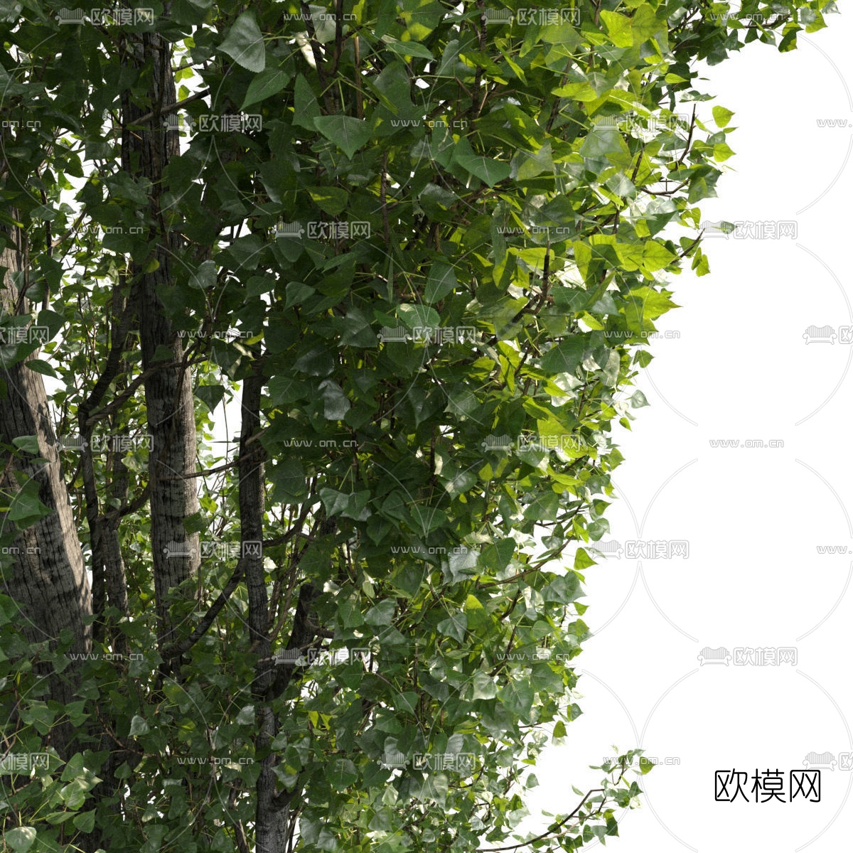 现代杨树3d模型