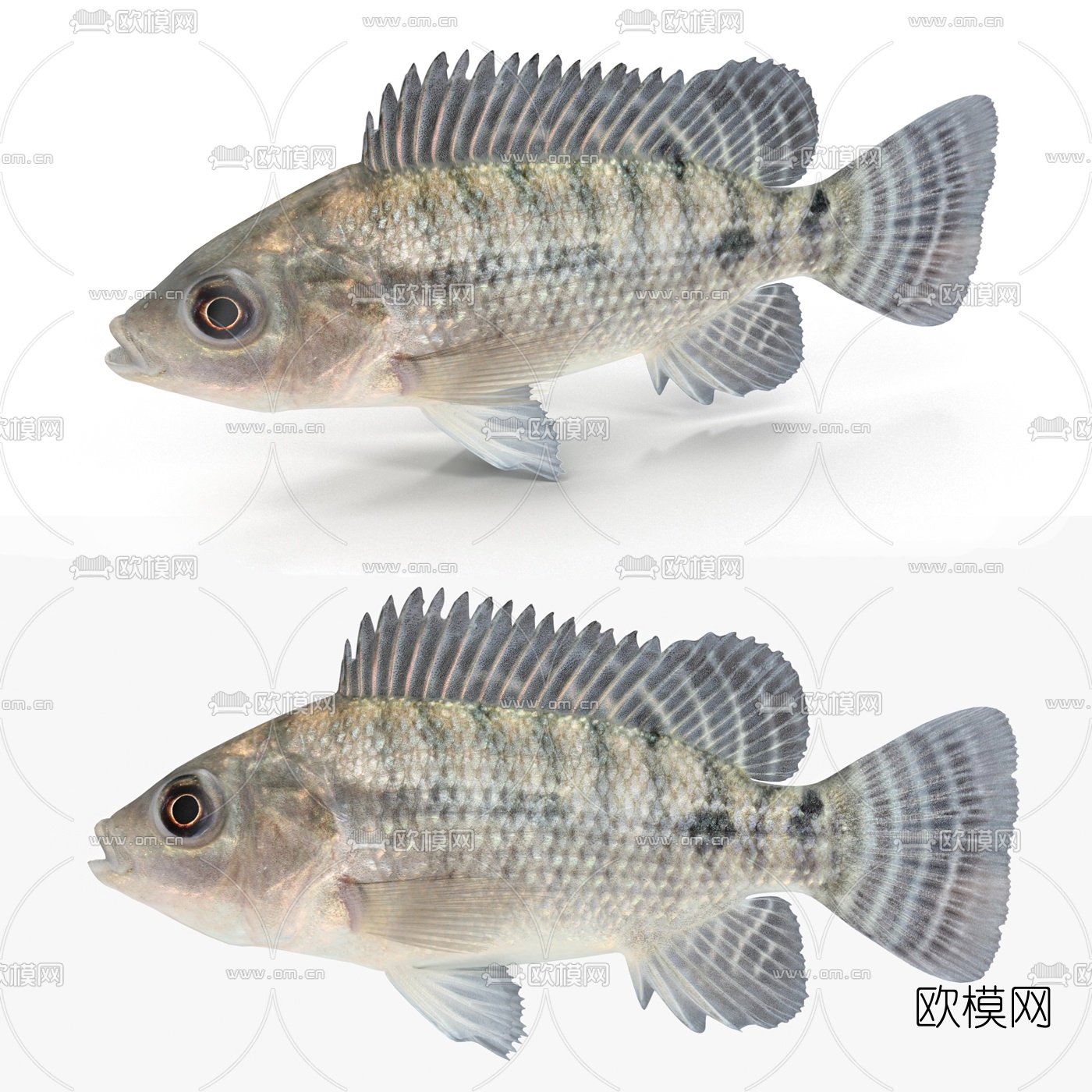 现代罗非鱼3d模型下载