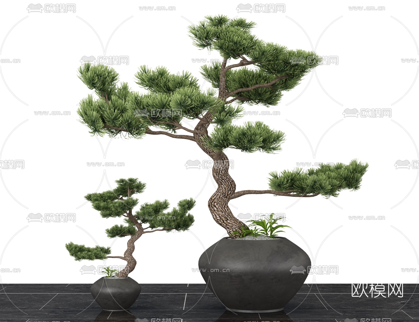 新中式罗汉松盆栽3d模型