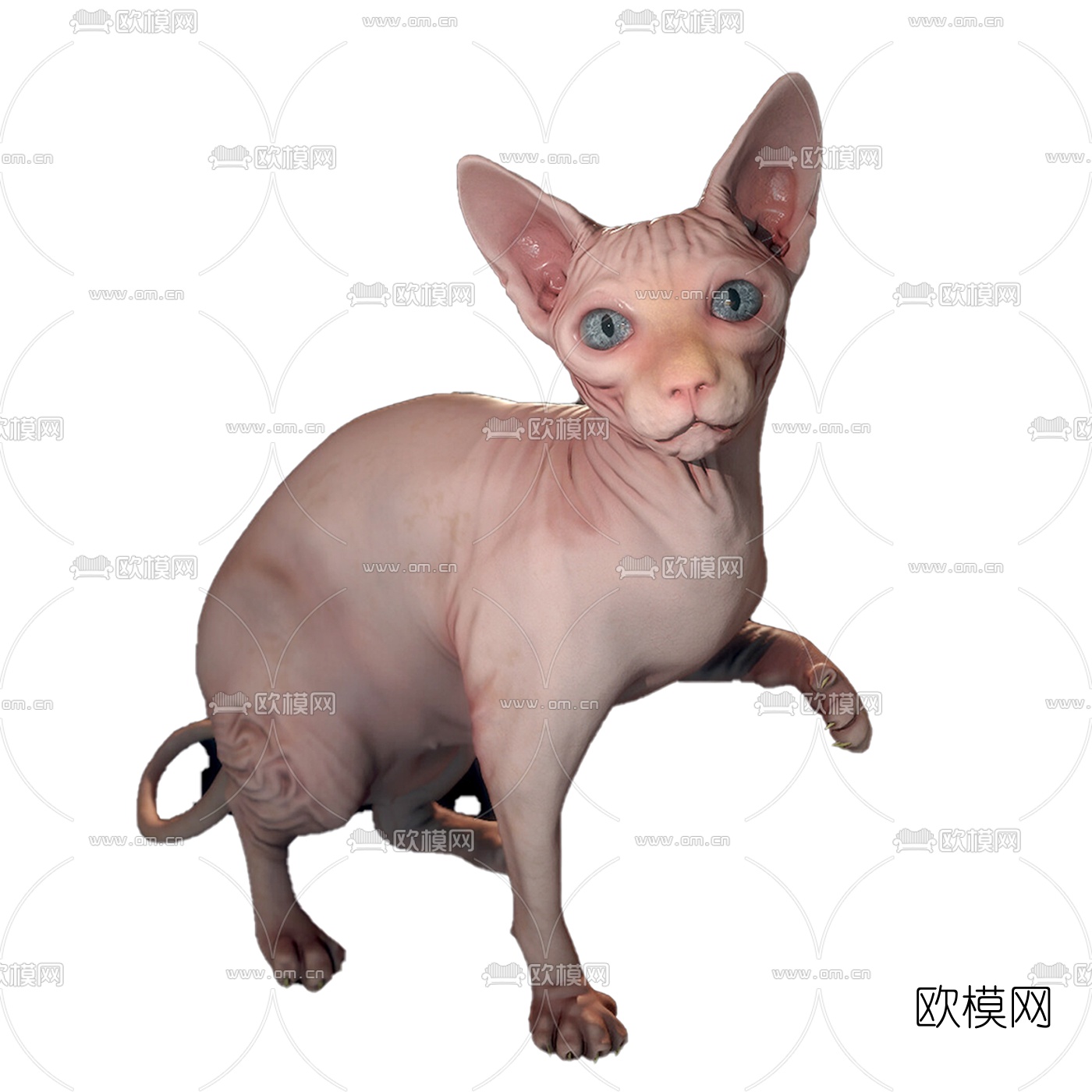 现代加拿大无毛猫3d模型下载（渲染图3）