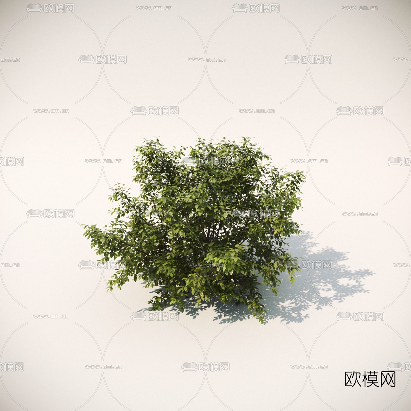 现代绿植灌木3d模型下载（渲染图4）