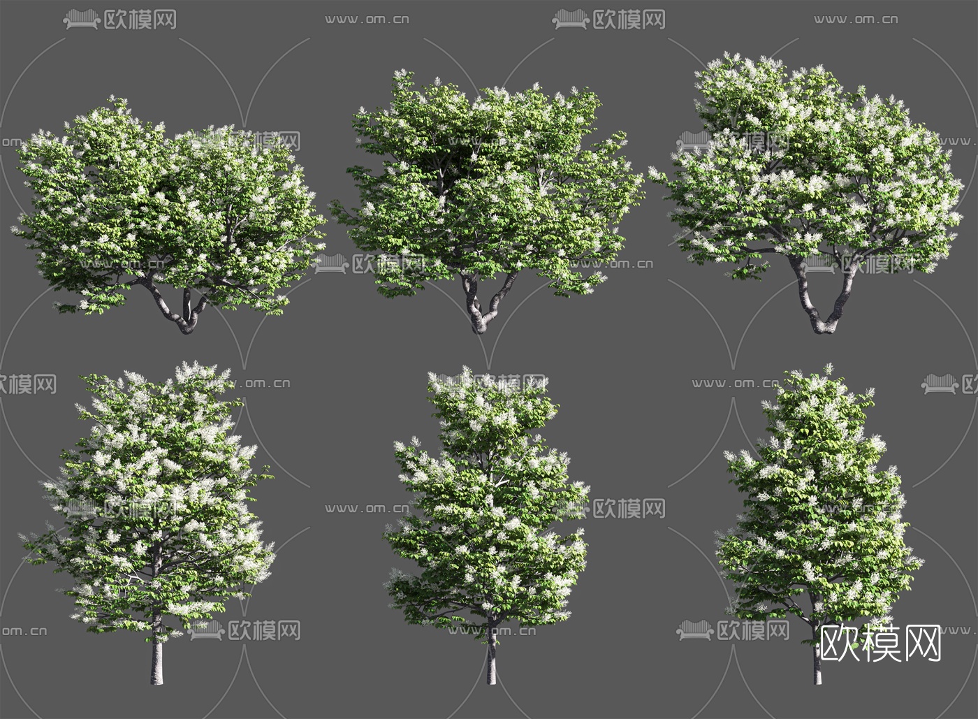 现代丁香树景观树3d模型