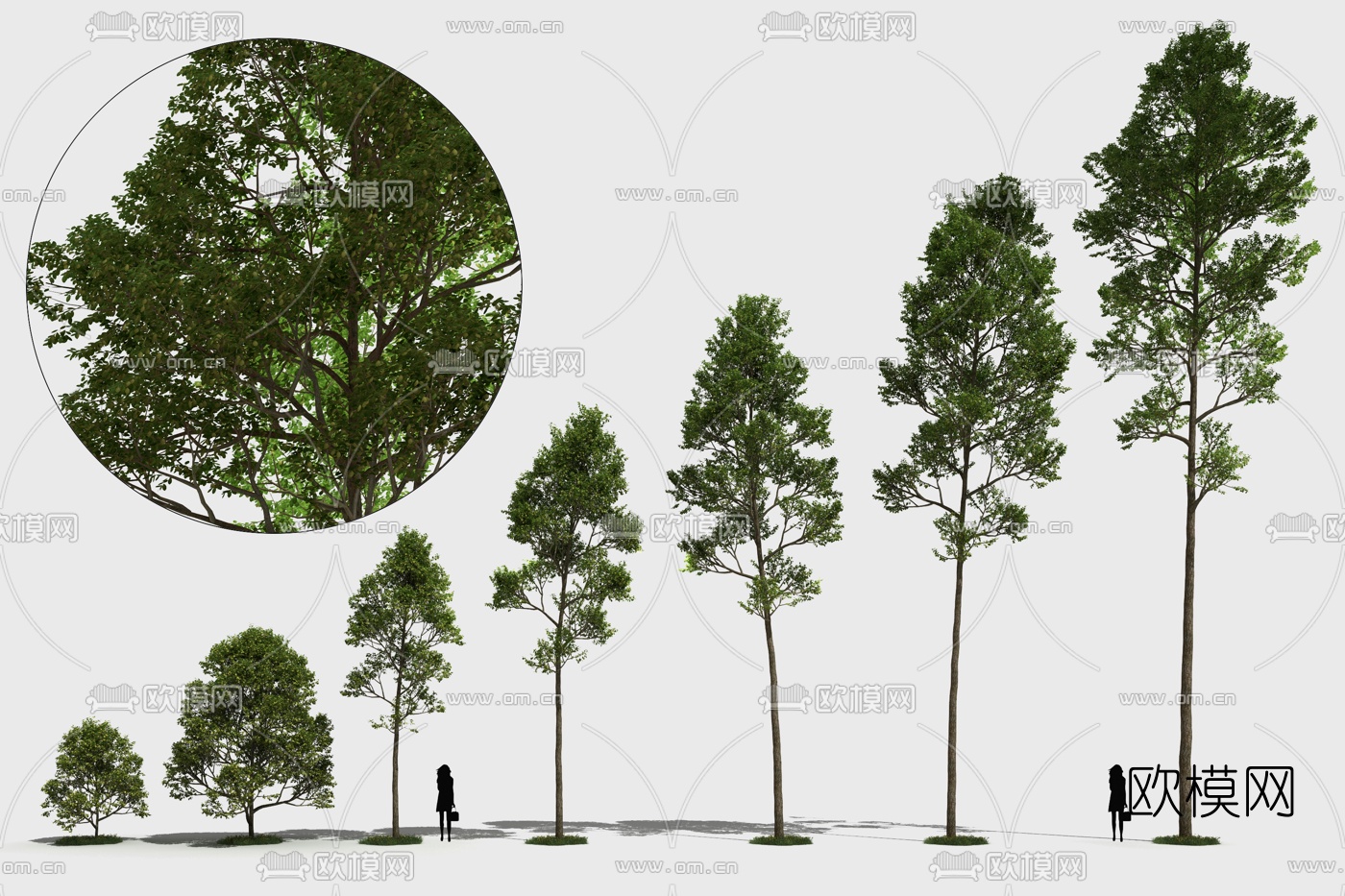现代景观树3d模型下载