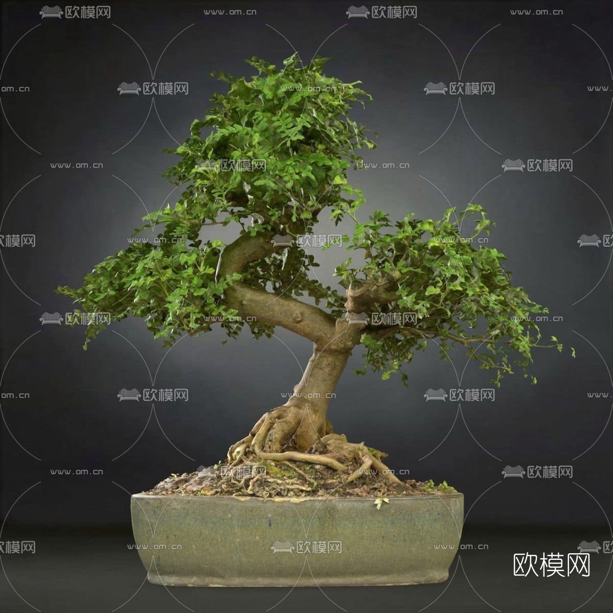 现代绿植盆栽3D模型