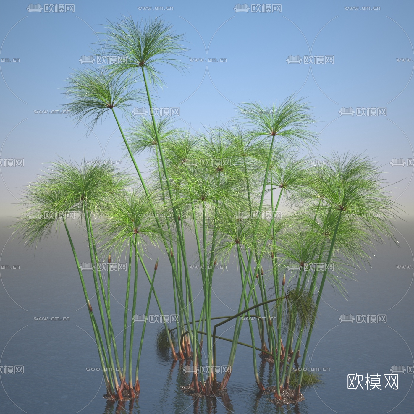 现代纸莎草水生植物3d模型下载（渲染图1）