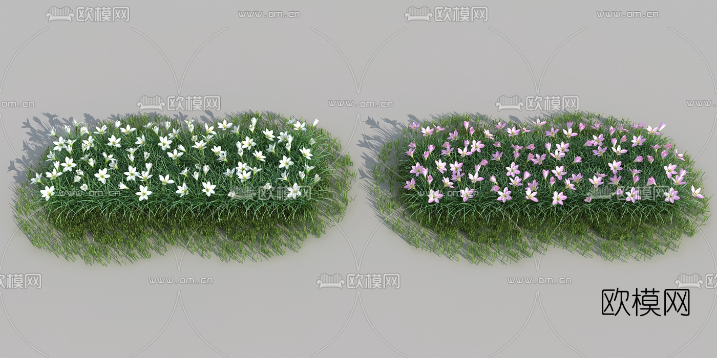 现代葱兰花草植物3d模型