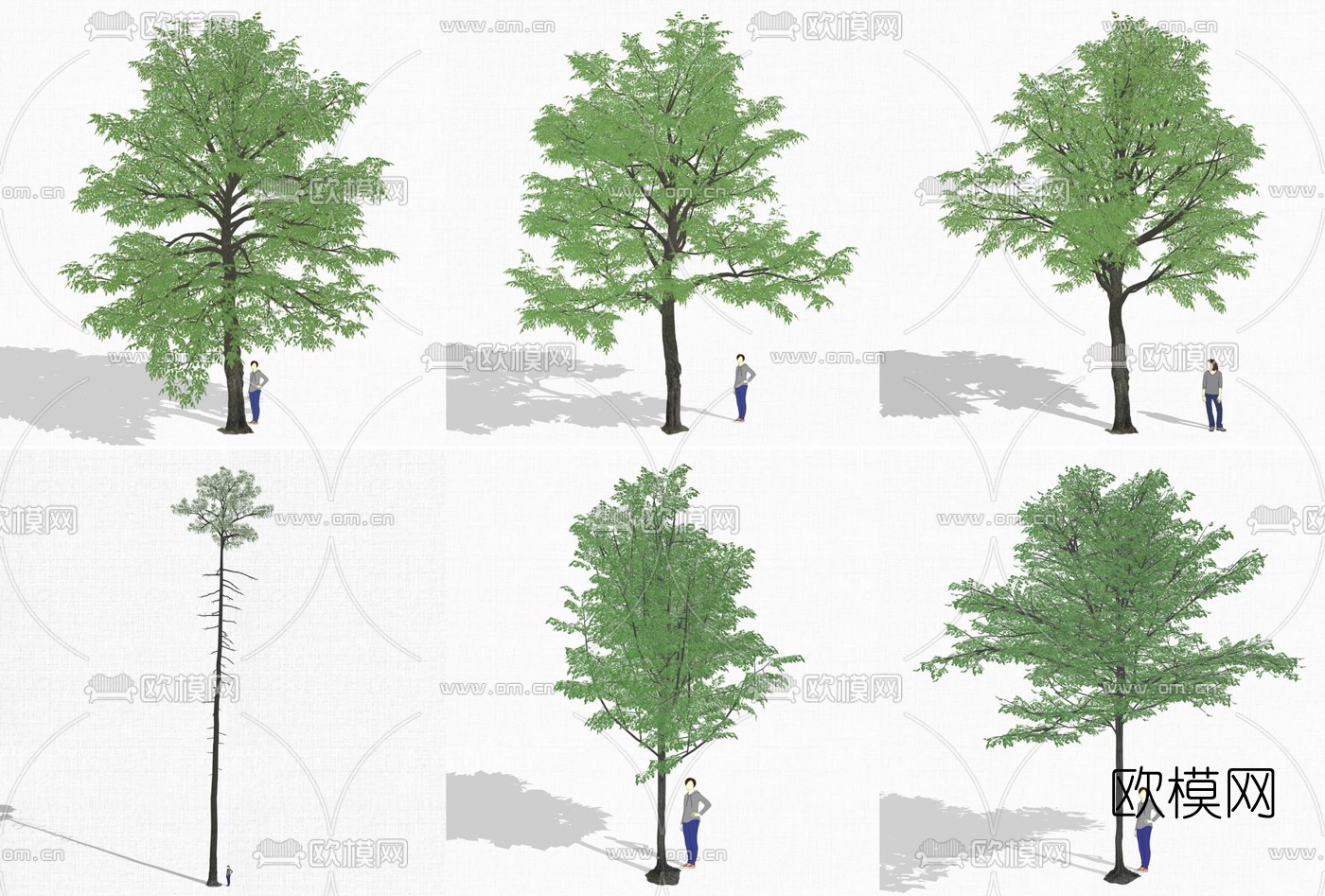 现代行道树景观树su模型下载（渲染图2）