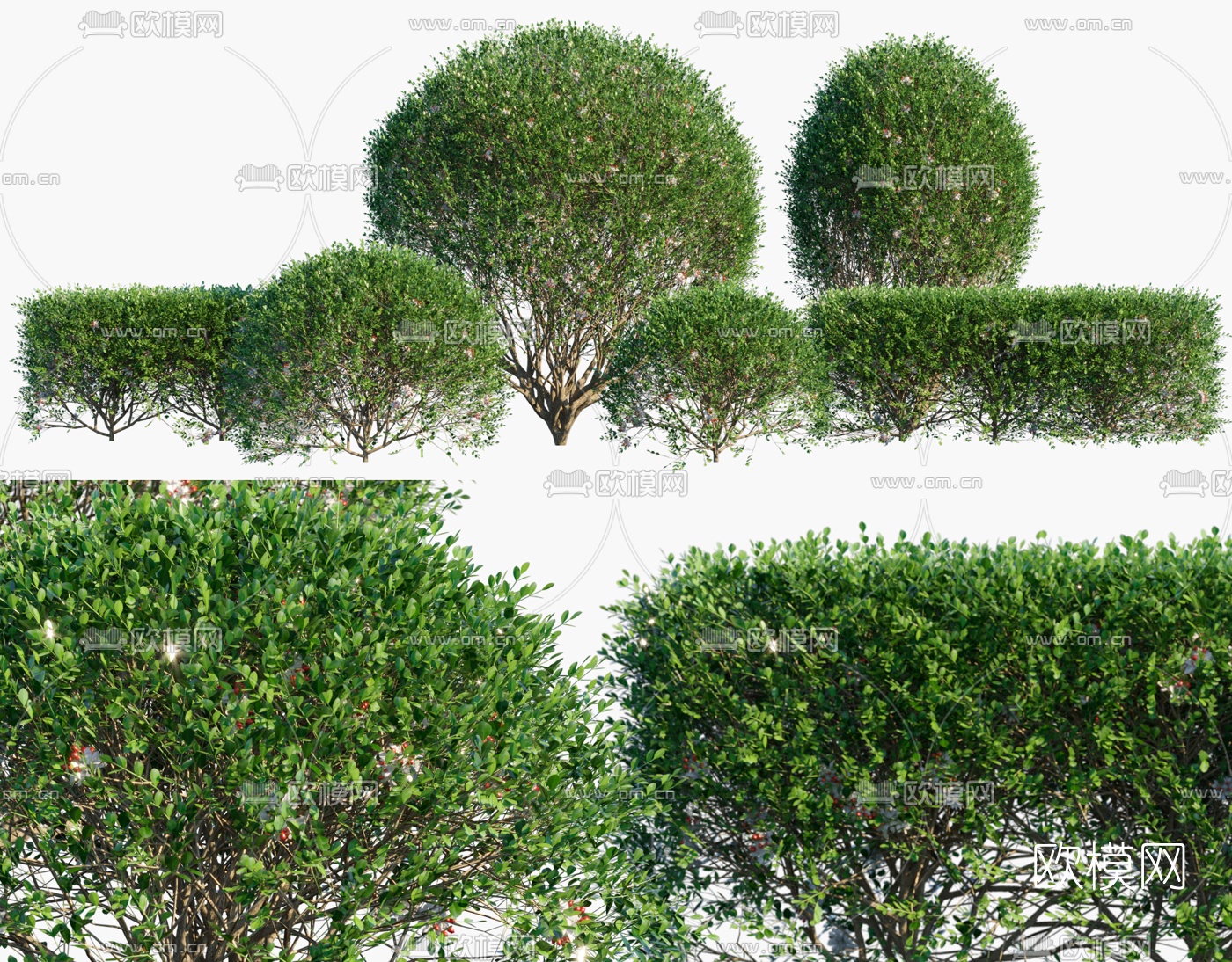 现代灌木绿篱3d模型下载（渲染图1）