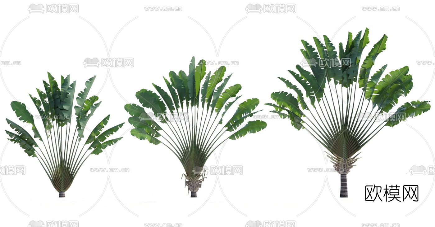 现代热带植物旅人蕉3d模型下载