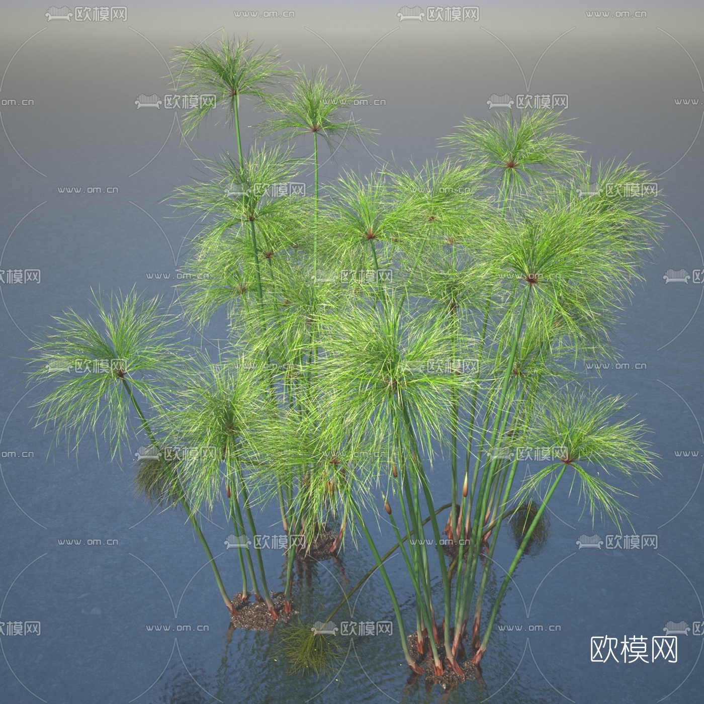 现代纸莎草水生植物3d模型下载（渲染图5）
