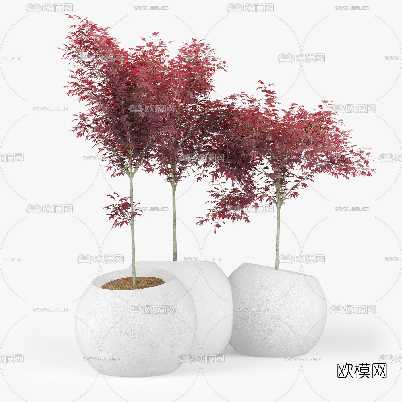 现代枫树盆栽植物3d模型