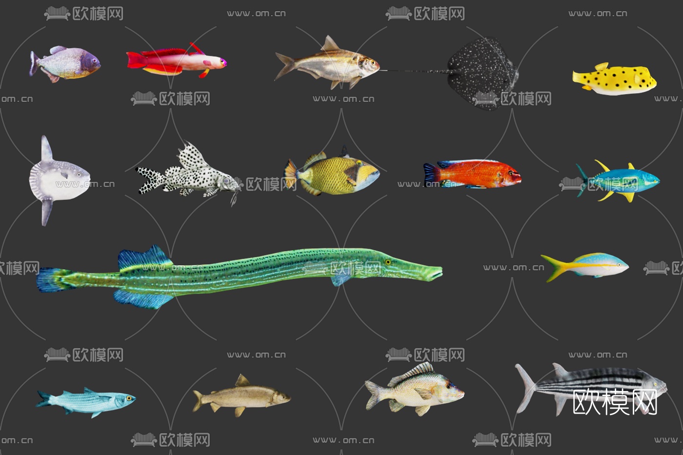 現代鰻魚狗魚刺鰩海洋魚類組合3d模型